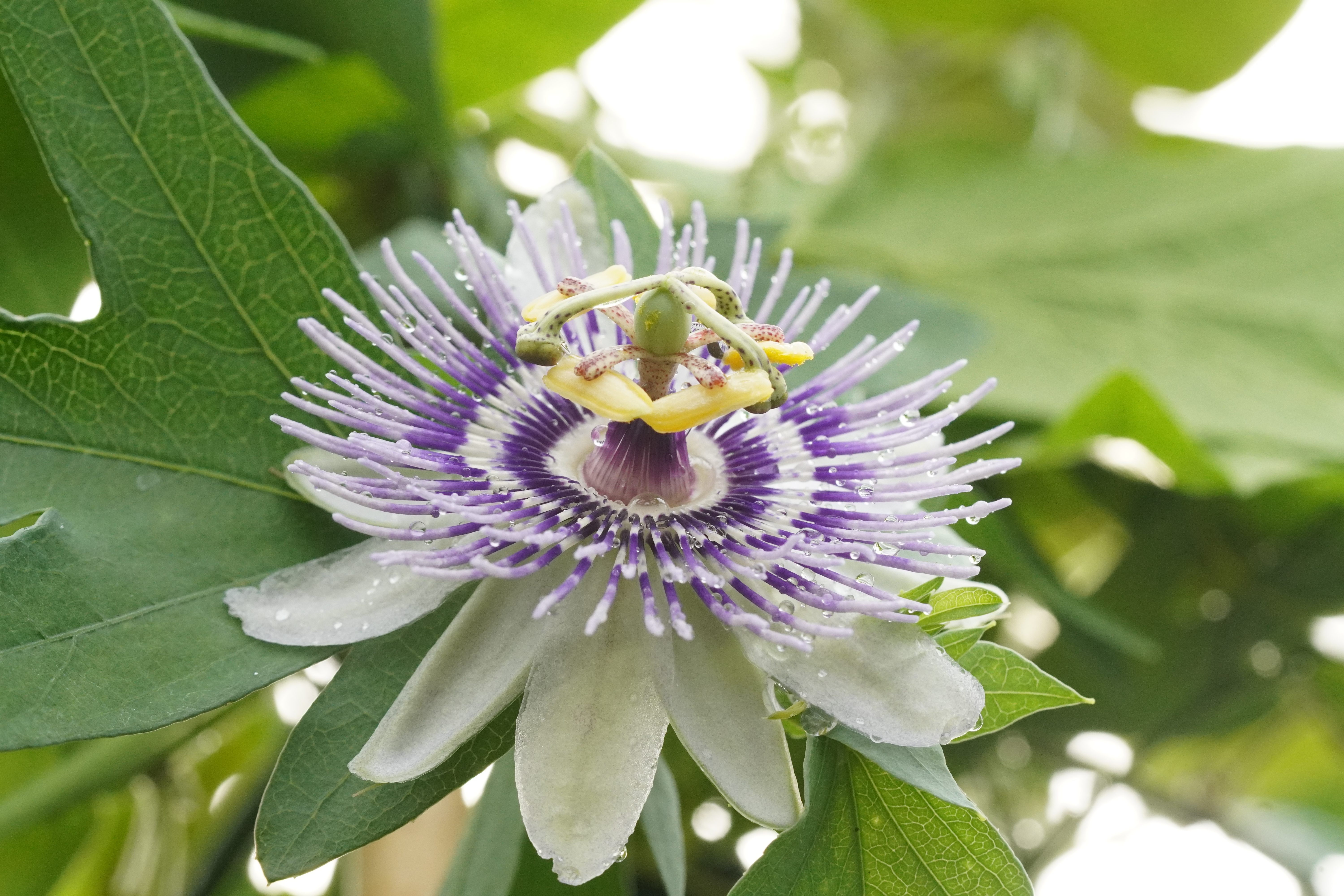 Passiflora mooreana