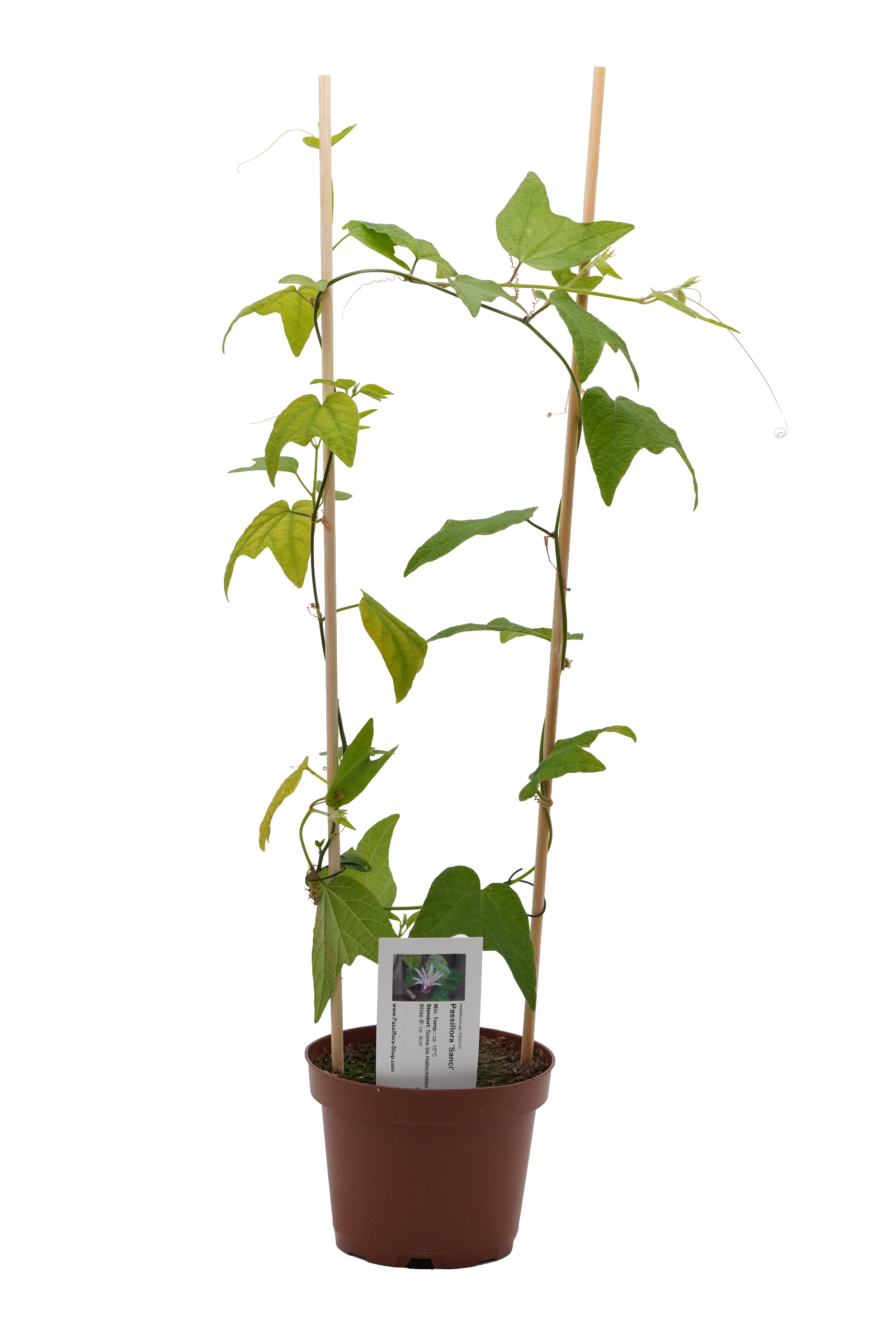 Passiflora 'Sanci'