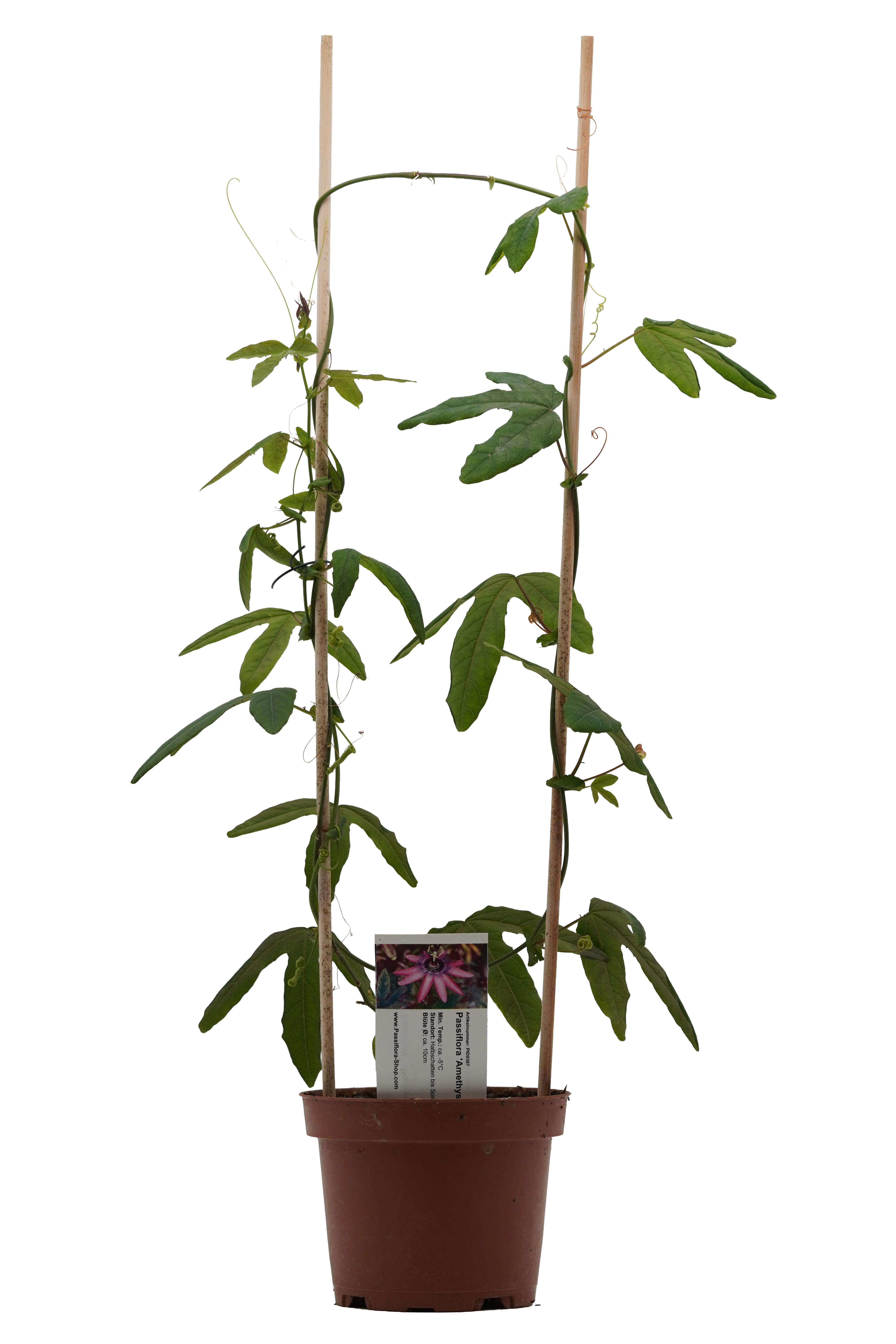 Passiflora 'Amethyst'