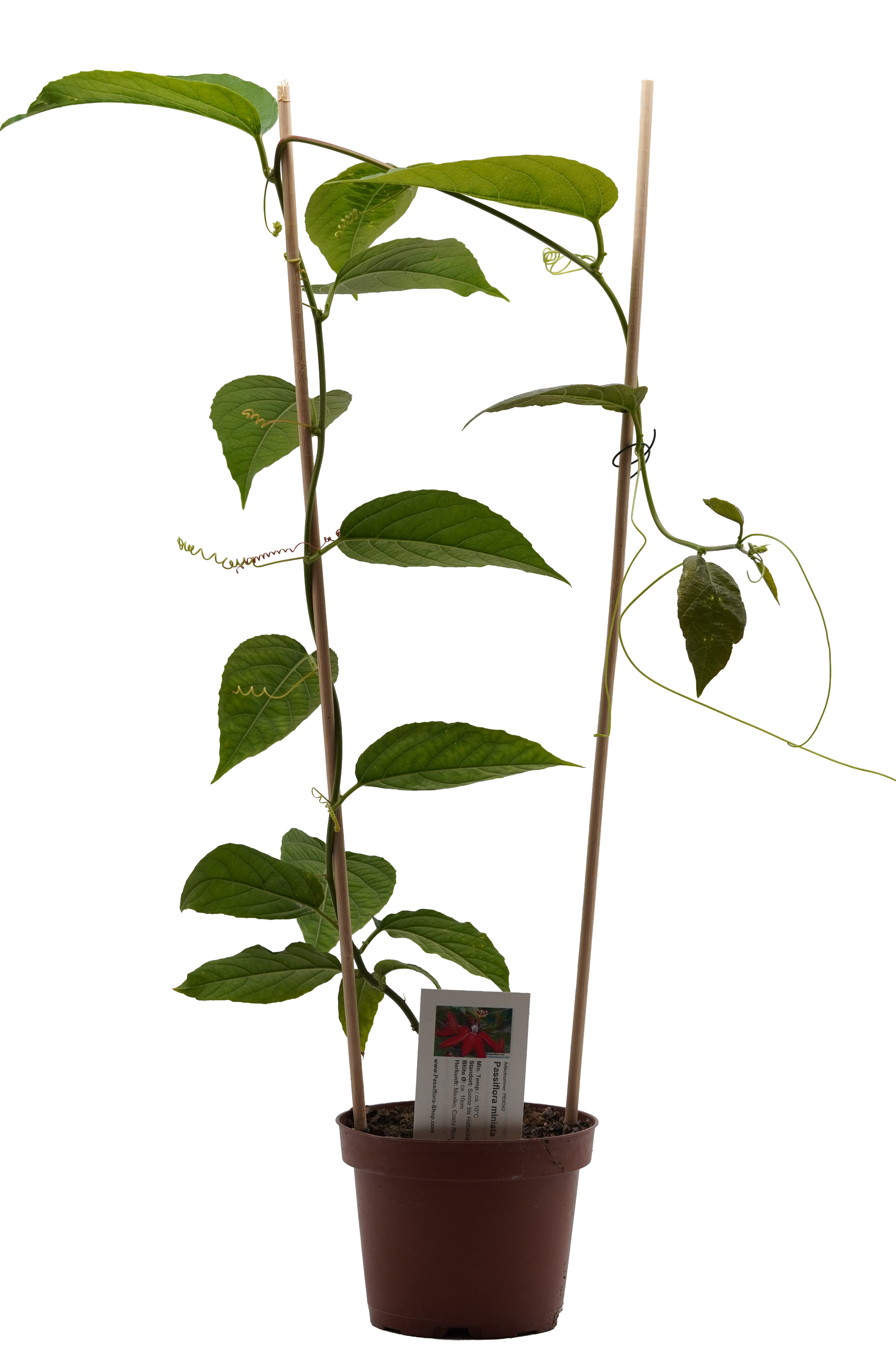 Passiflora miniata