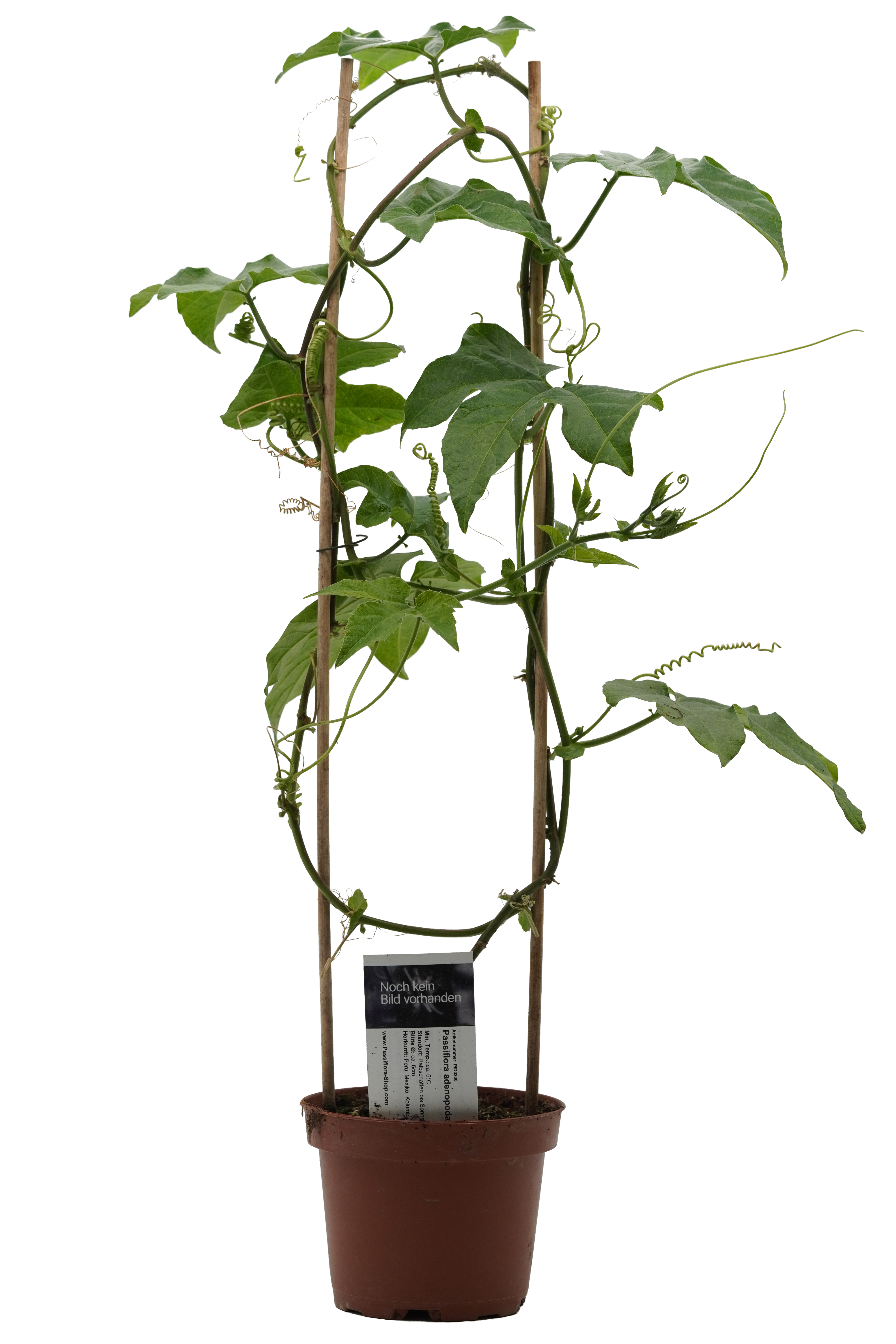 Passiflora adenopoda