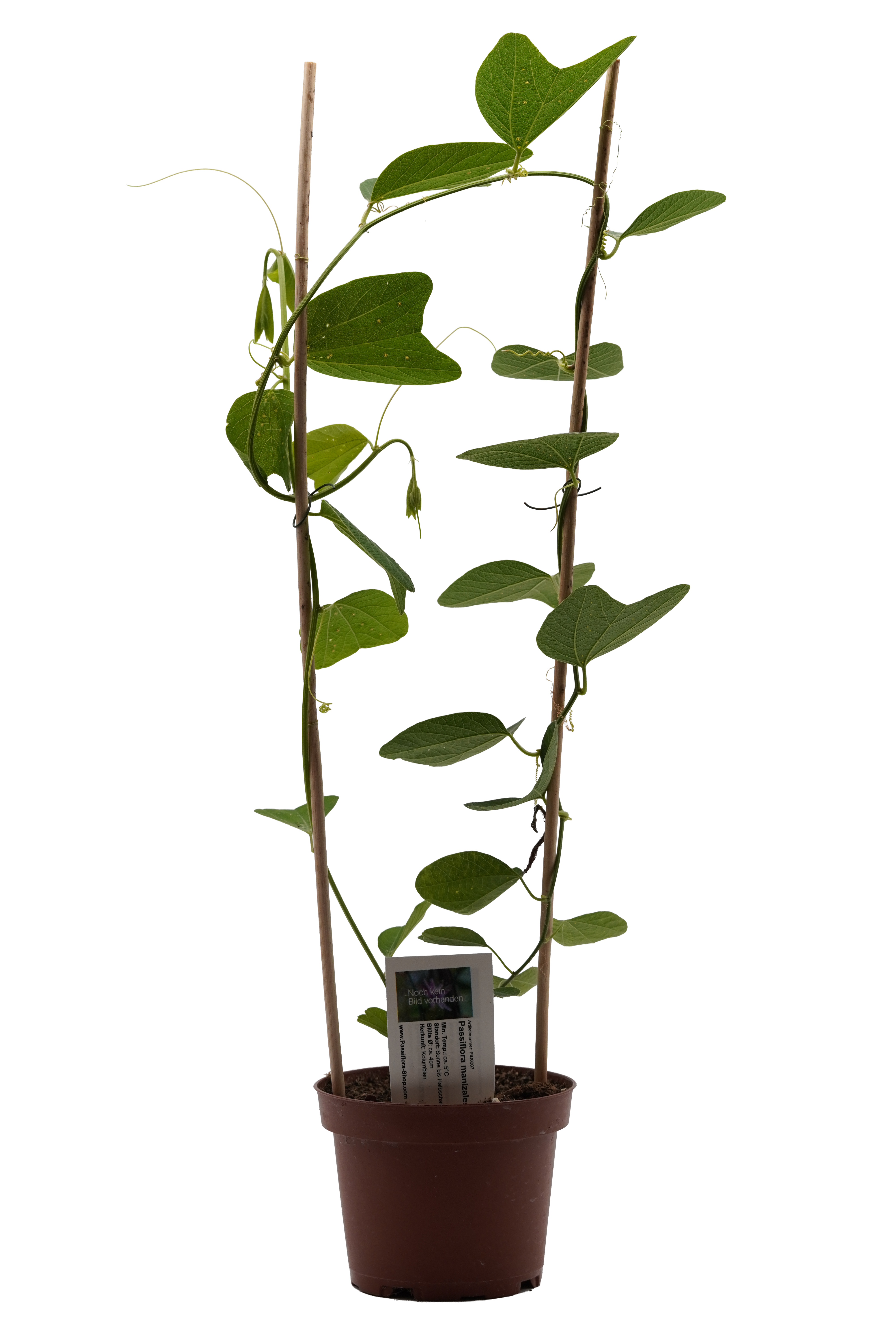 Passiflora spec. Pasca