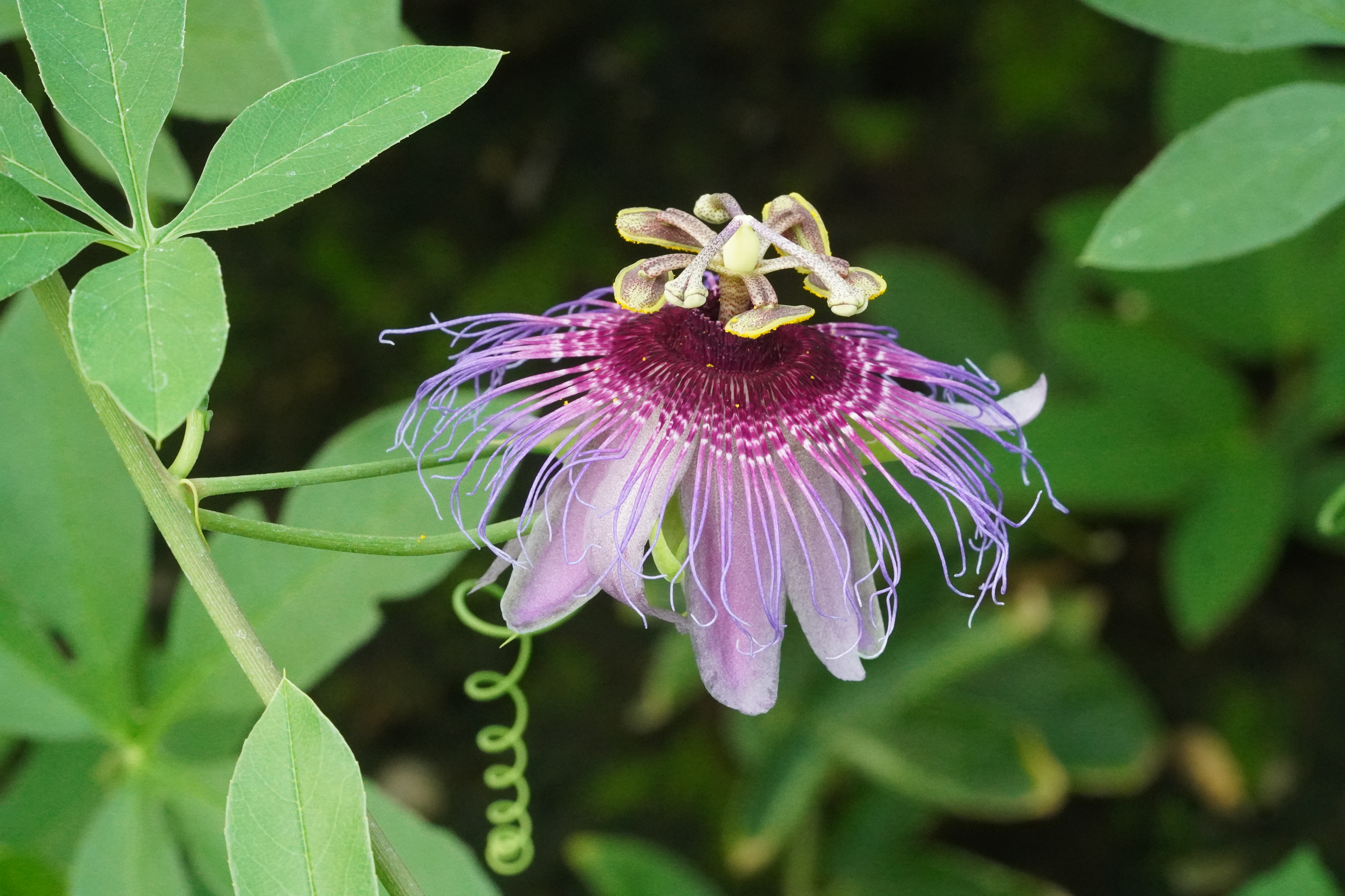 Passiflora cincinnata Bahia