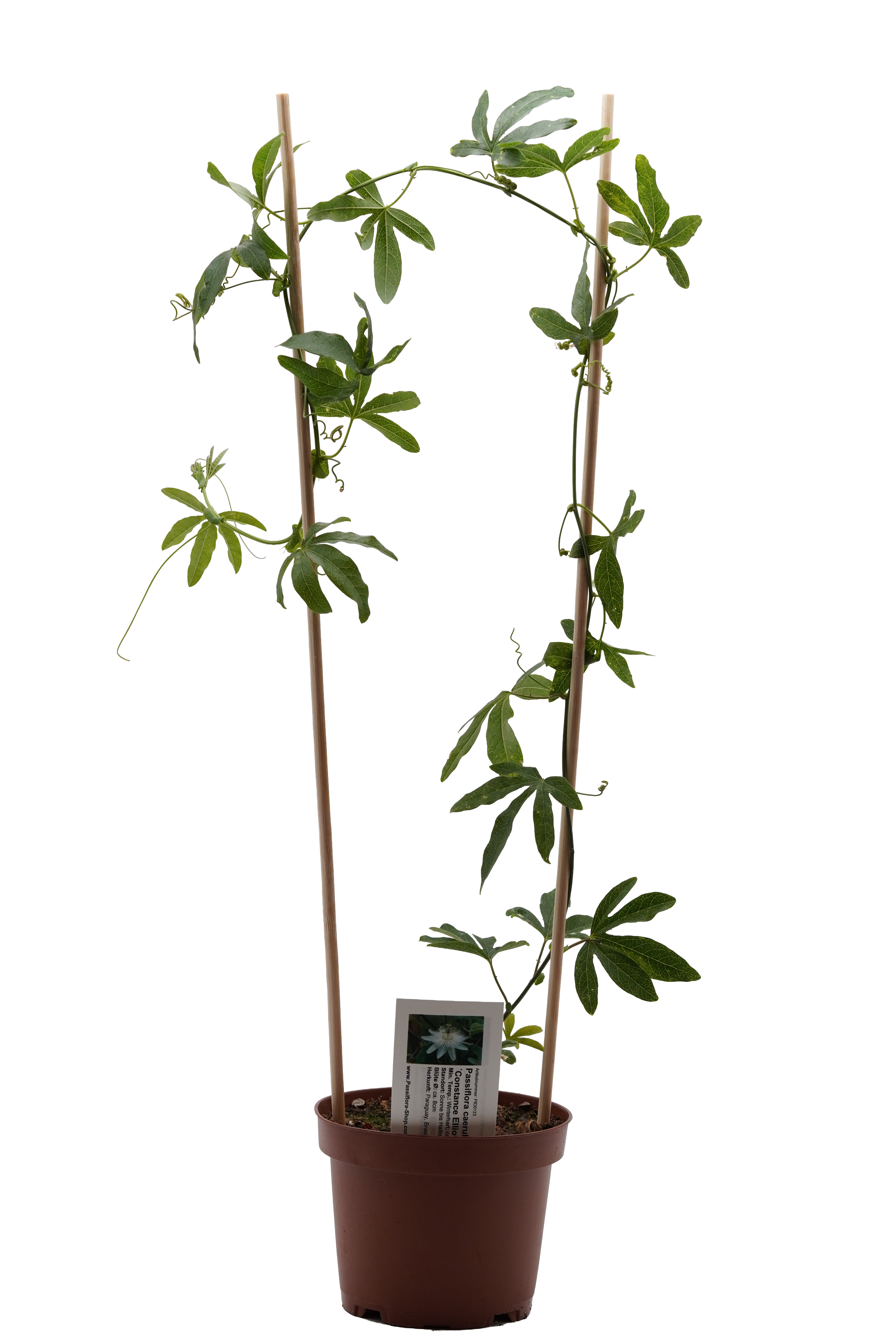 Passiflora caerulea ´Constance Eliott`
