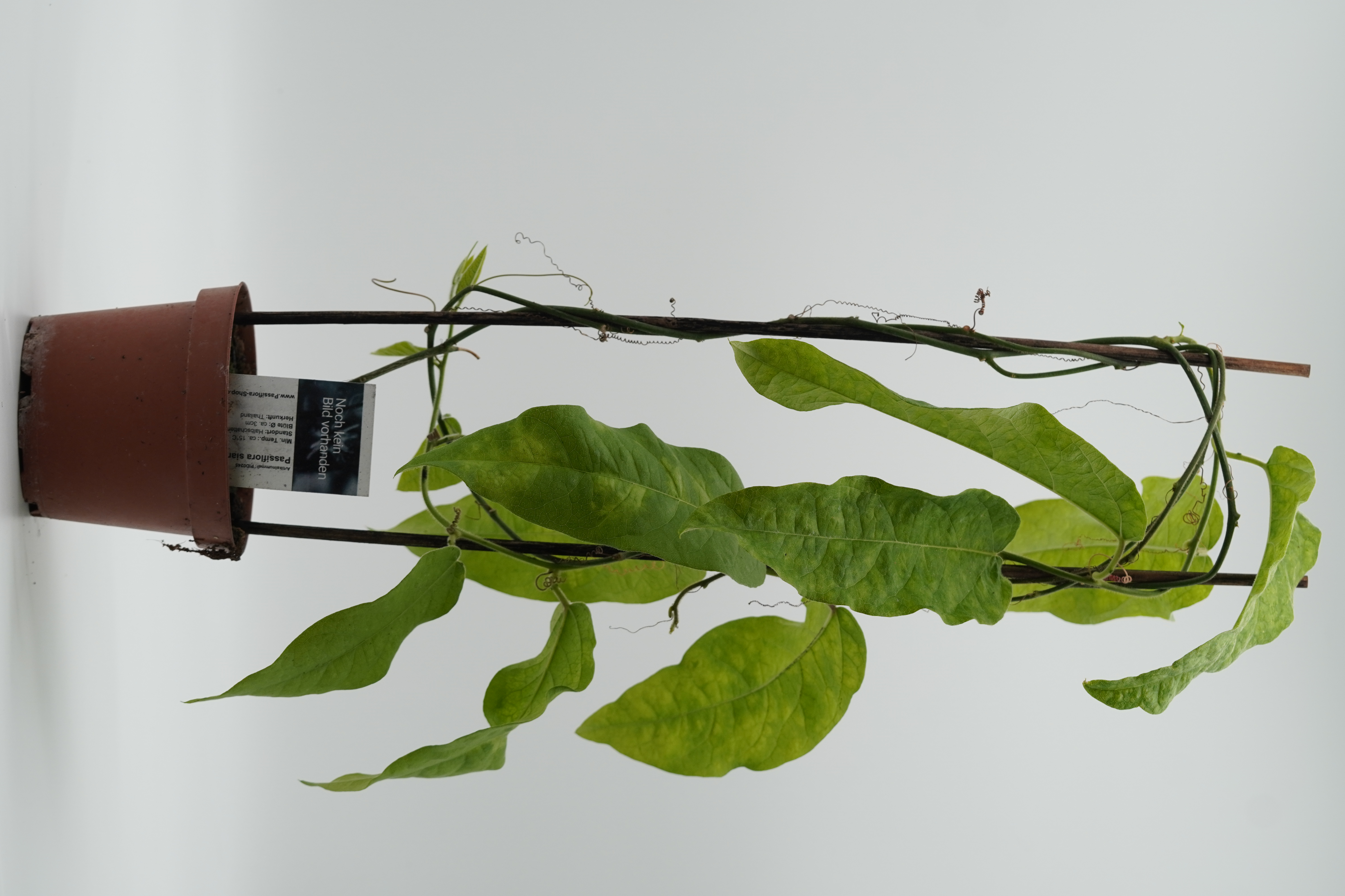 Passiflora siamica
