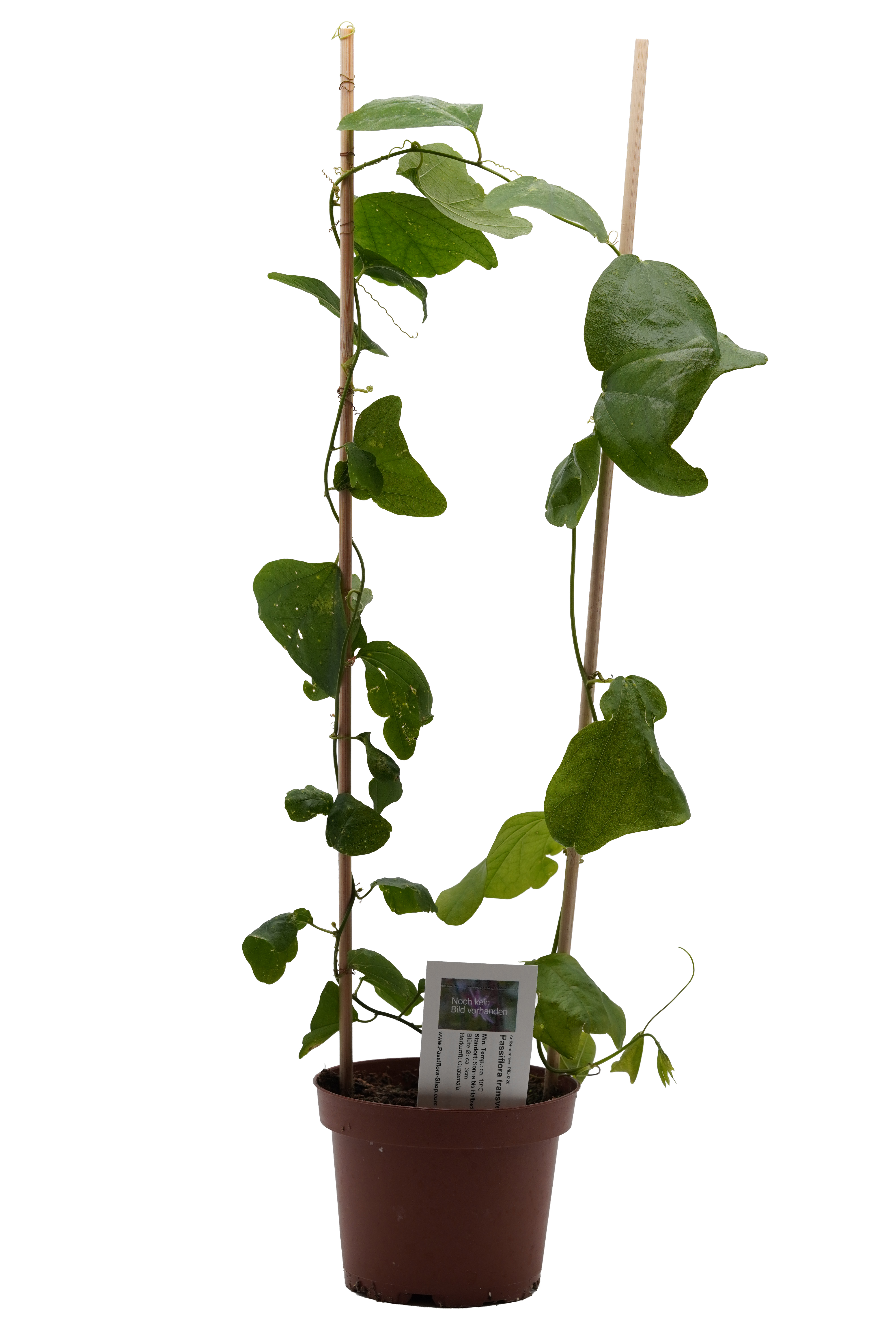 Passiflora transversa