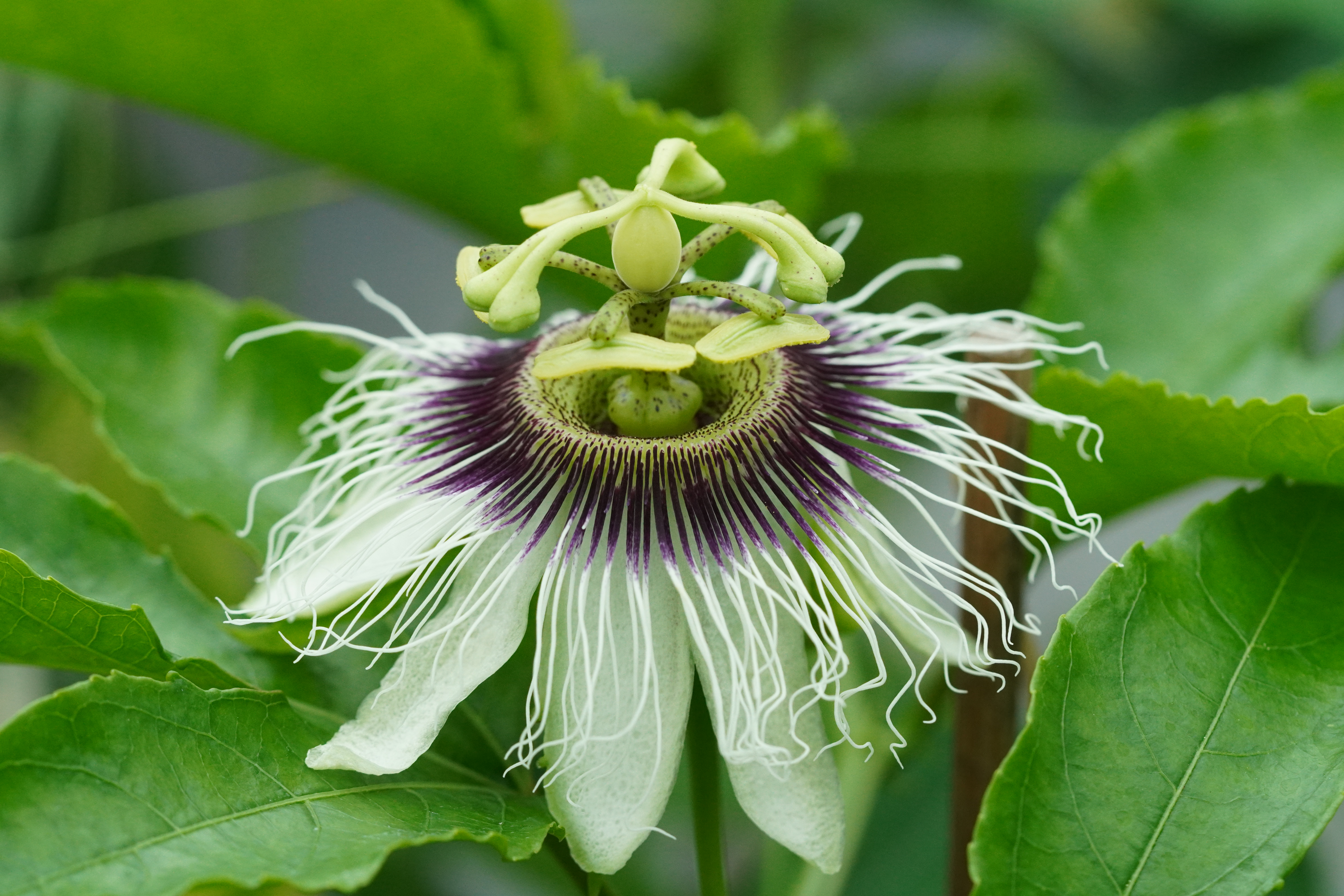 Passiflora edulis "Red Flamenco"