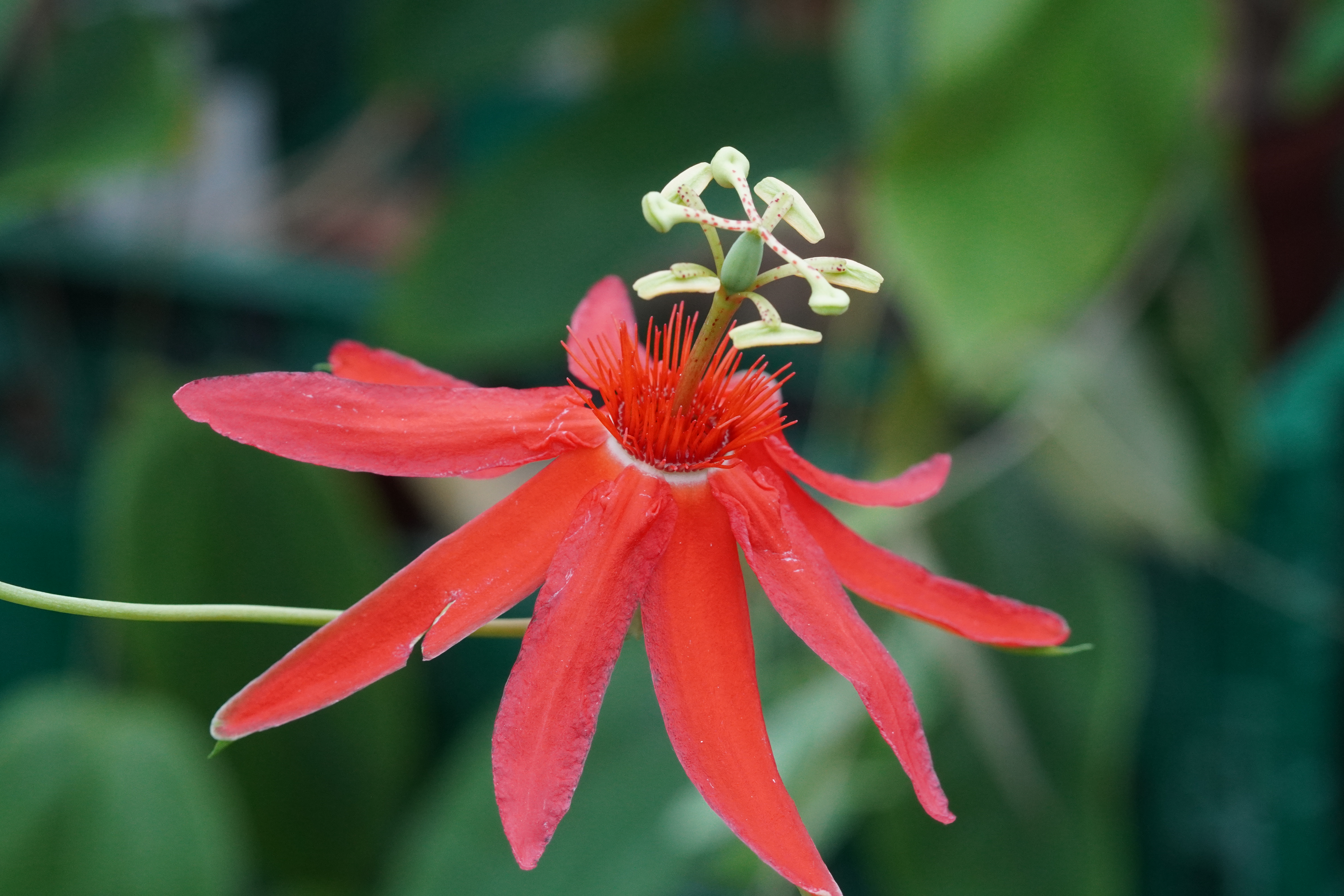 Passiflora cocuyensis