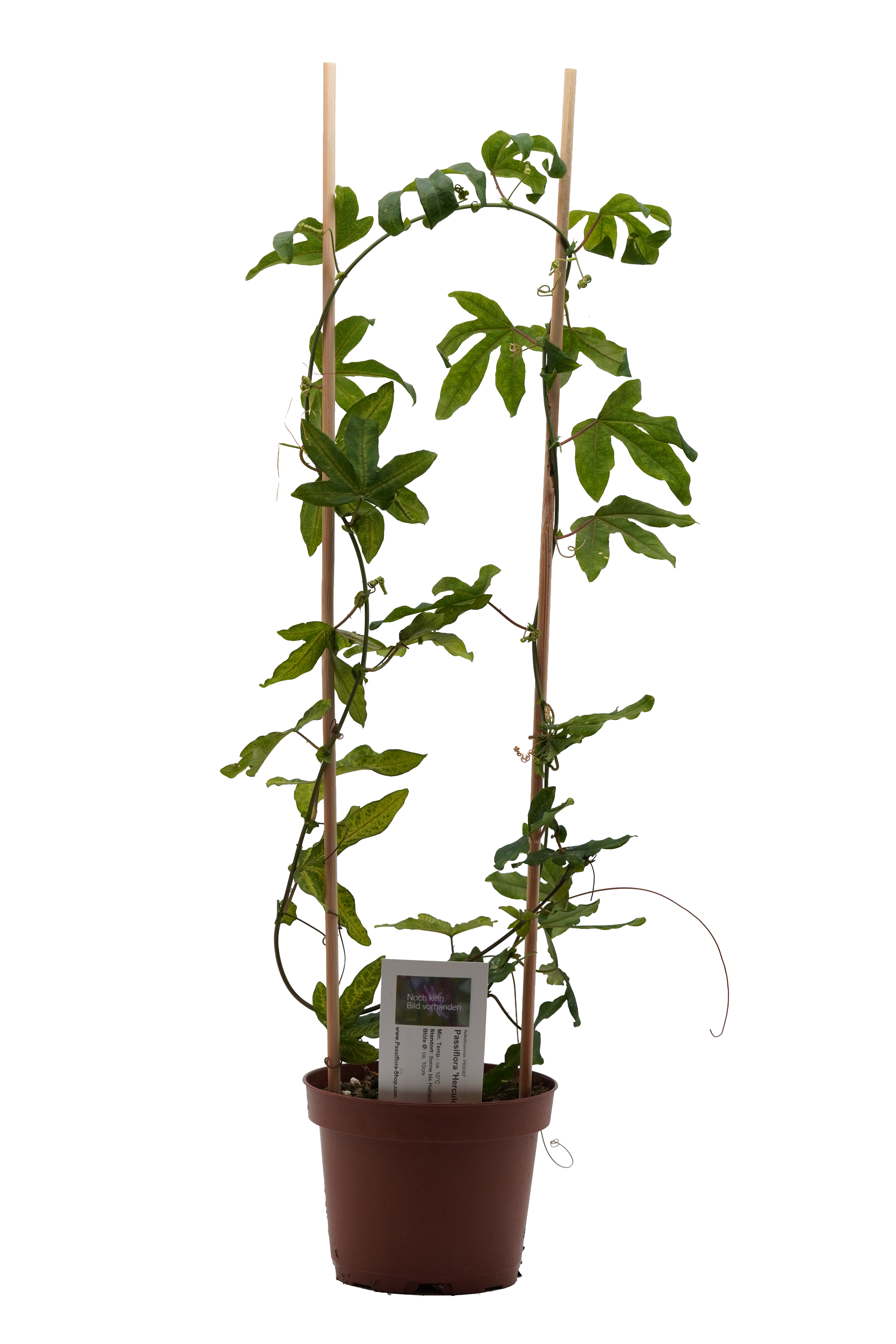 Passiflora 'Hercules'