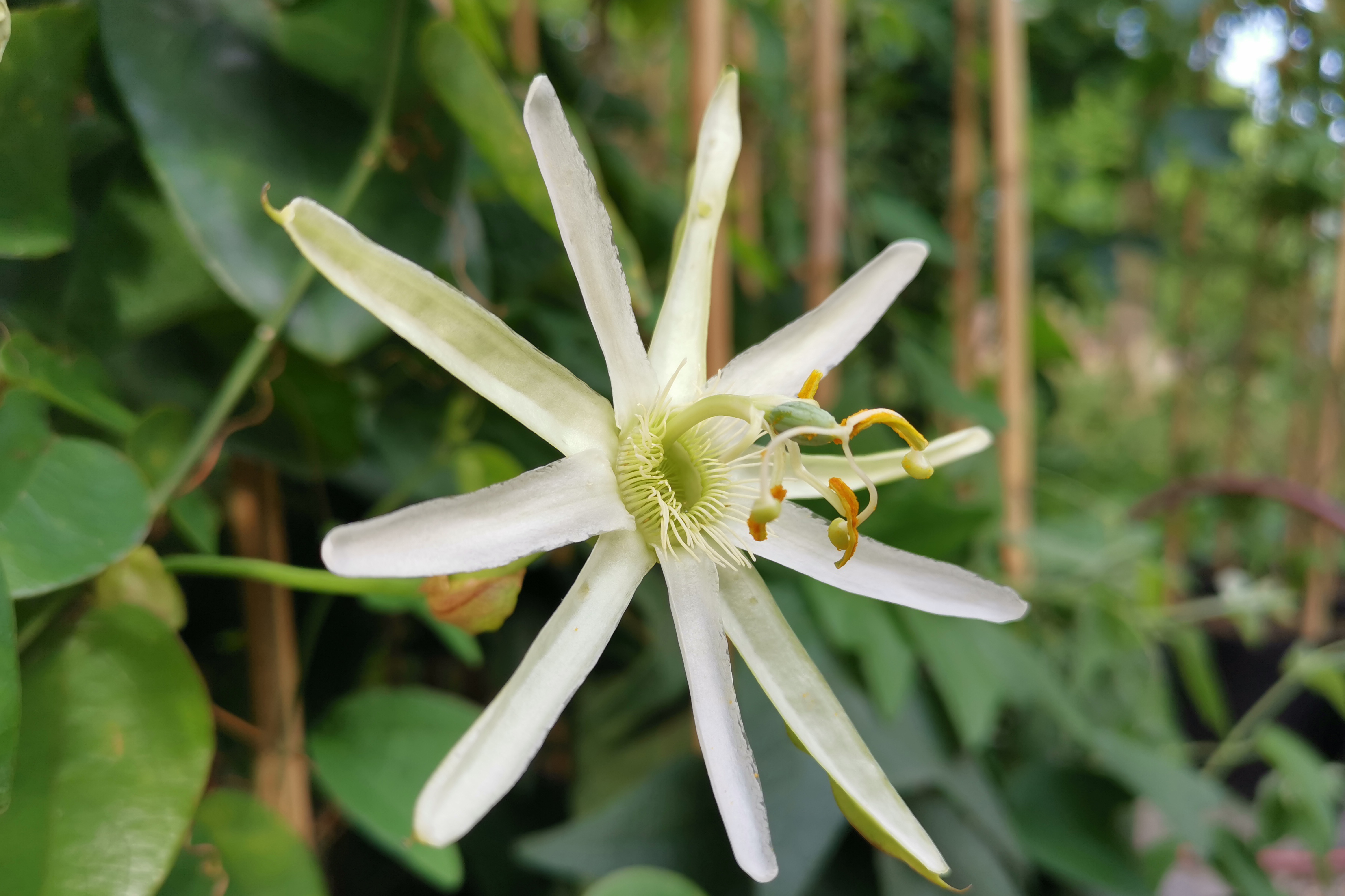 Passiflora mucronata Rio das Ostras