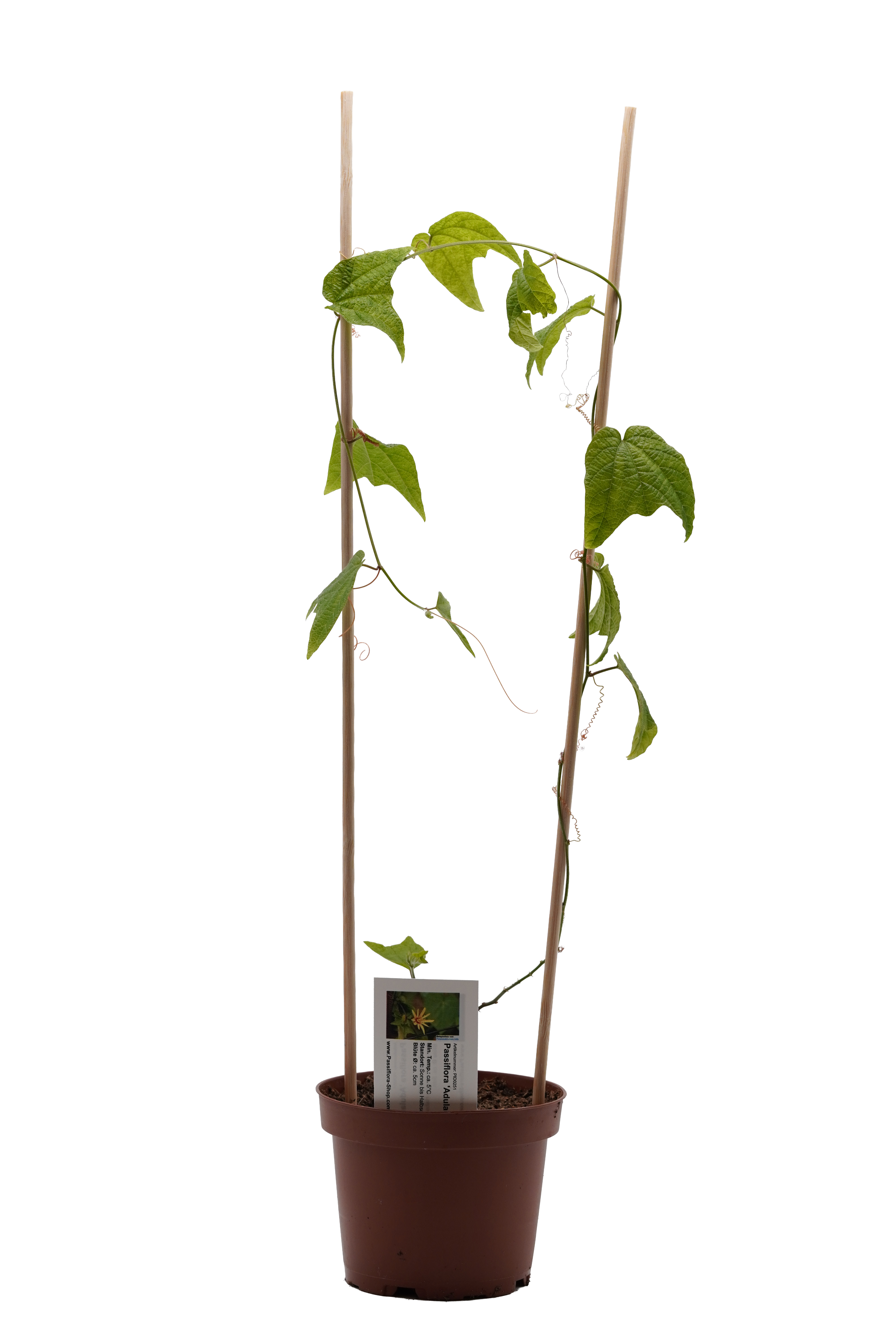 Passiflora 'Adularia'