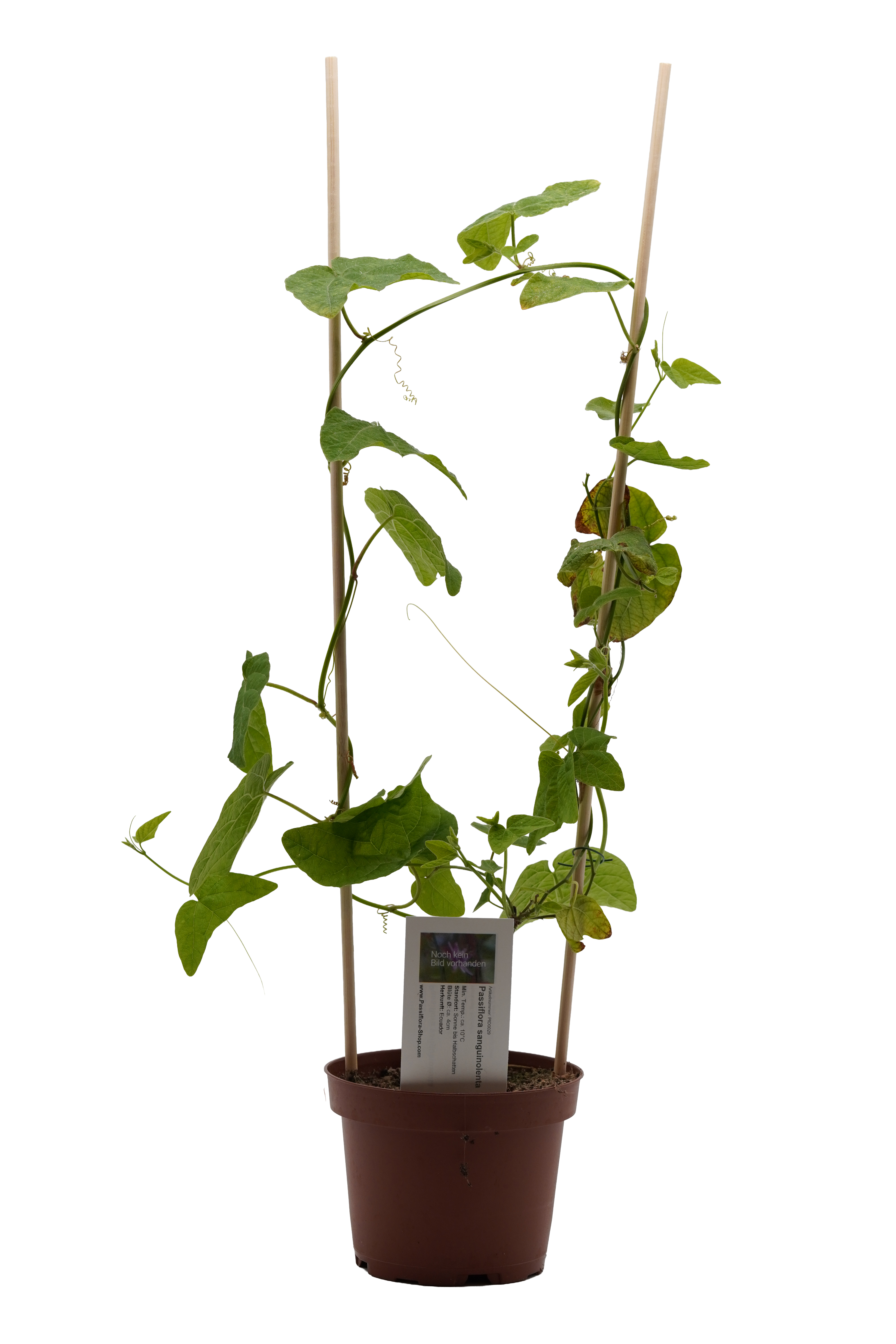 Passiflora sanguinolenta