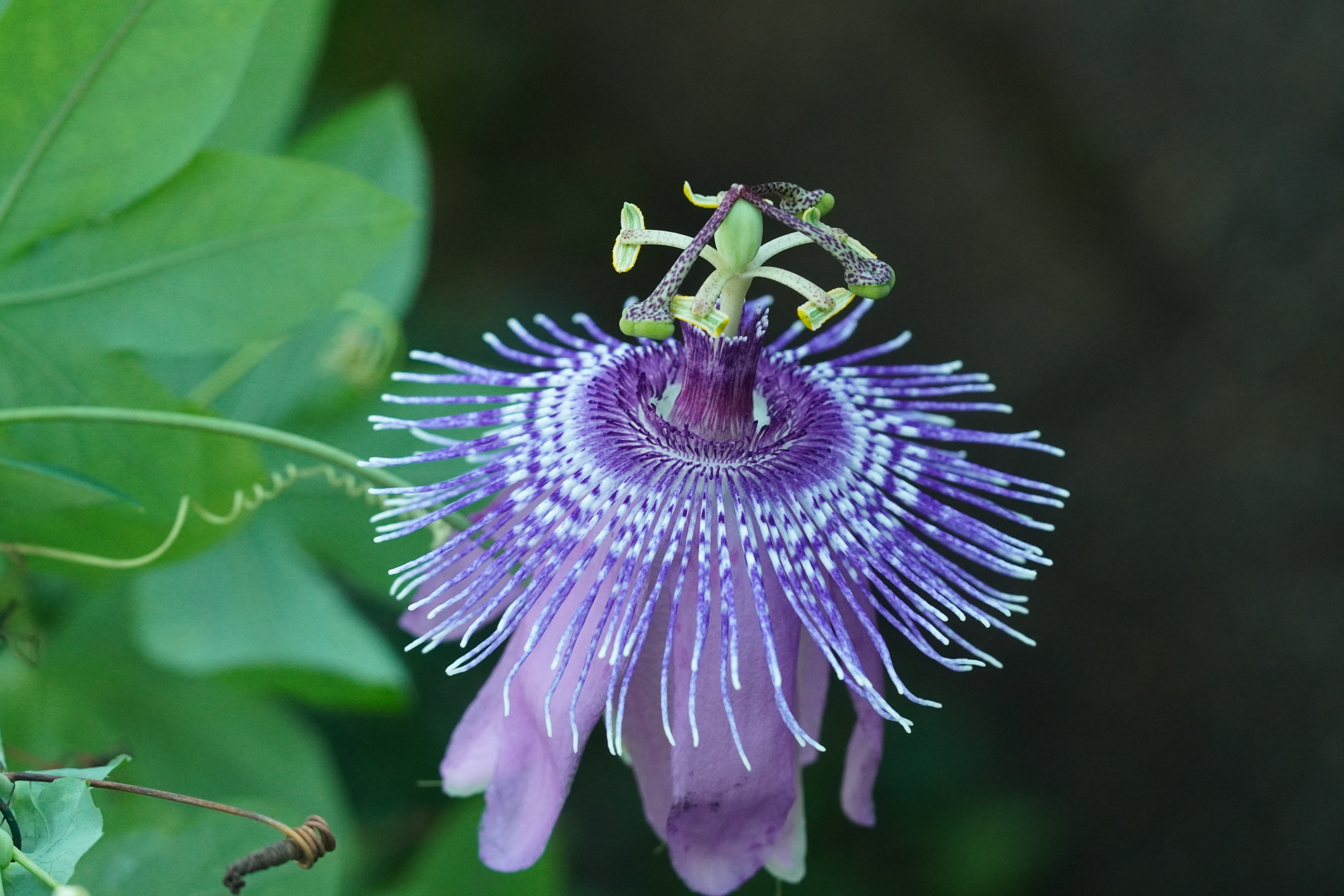 Passiflora 'Yarnick'