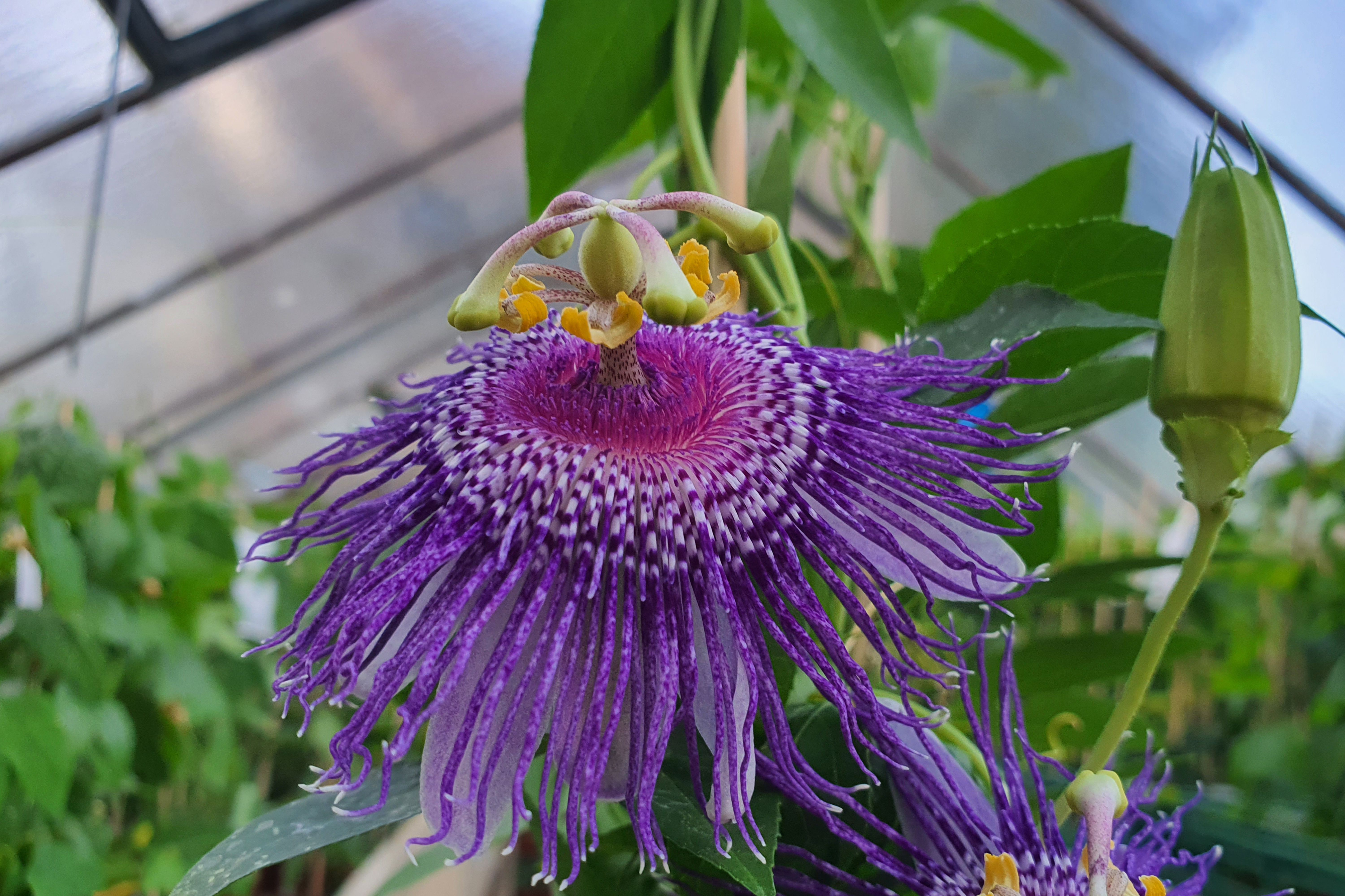 Passiflora 'Max'
