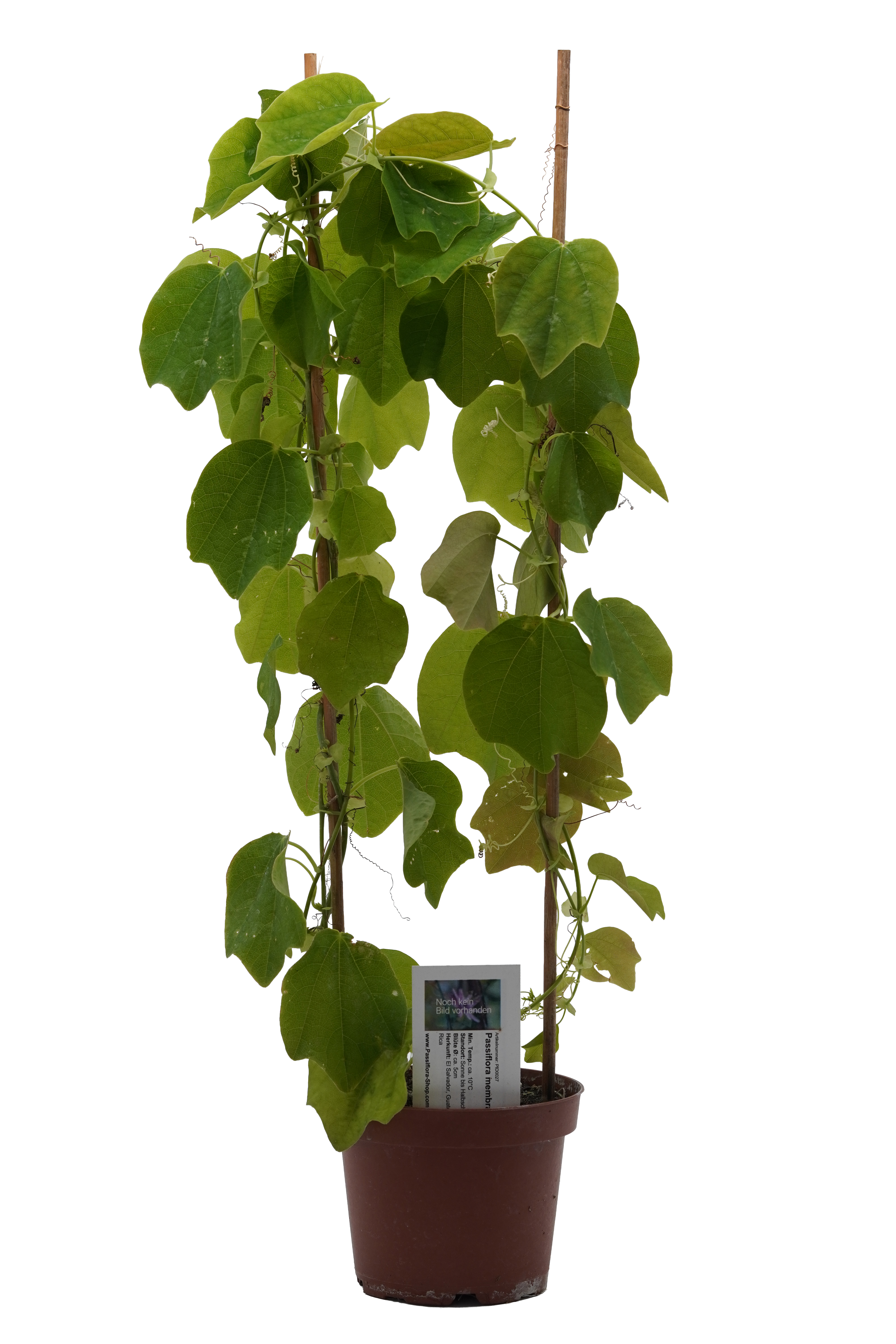 Passiflora membranacea