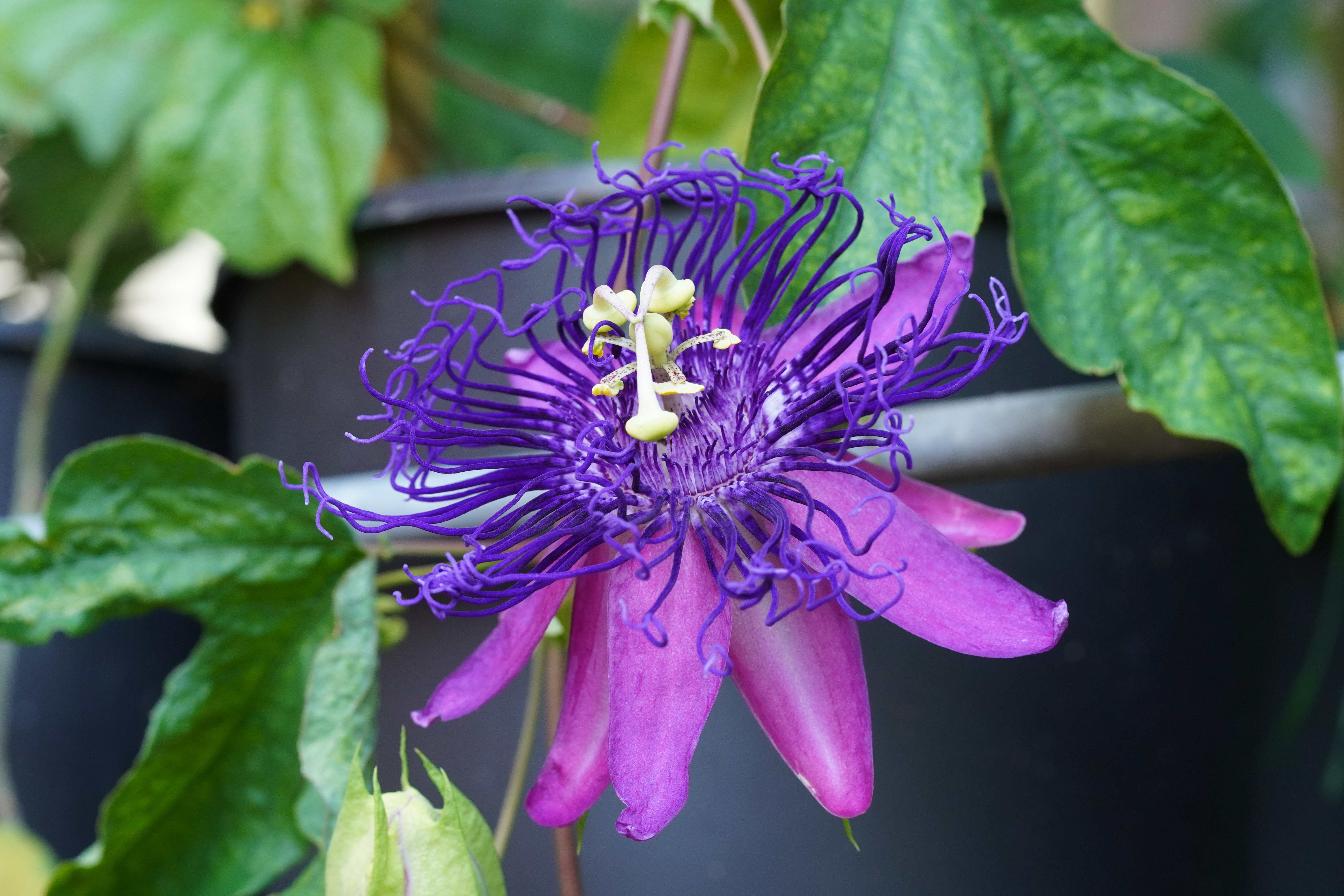 Passiflora 'Stefano Capitanio'