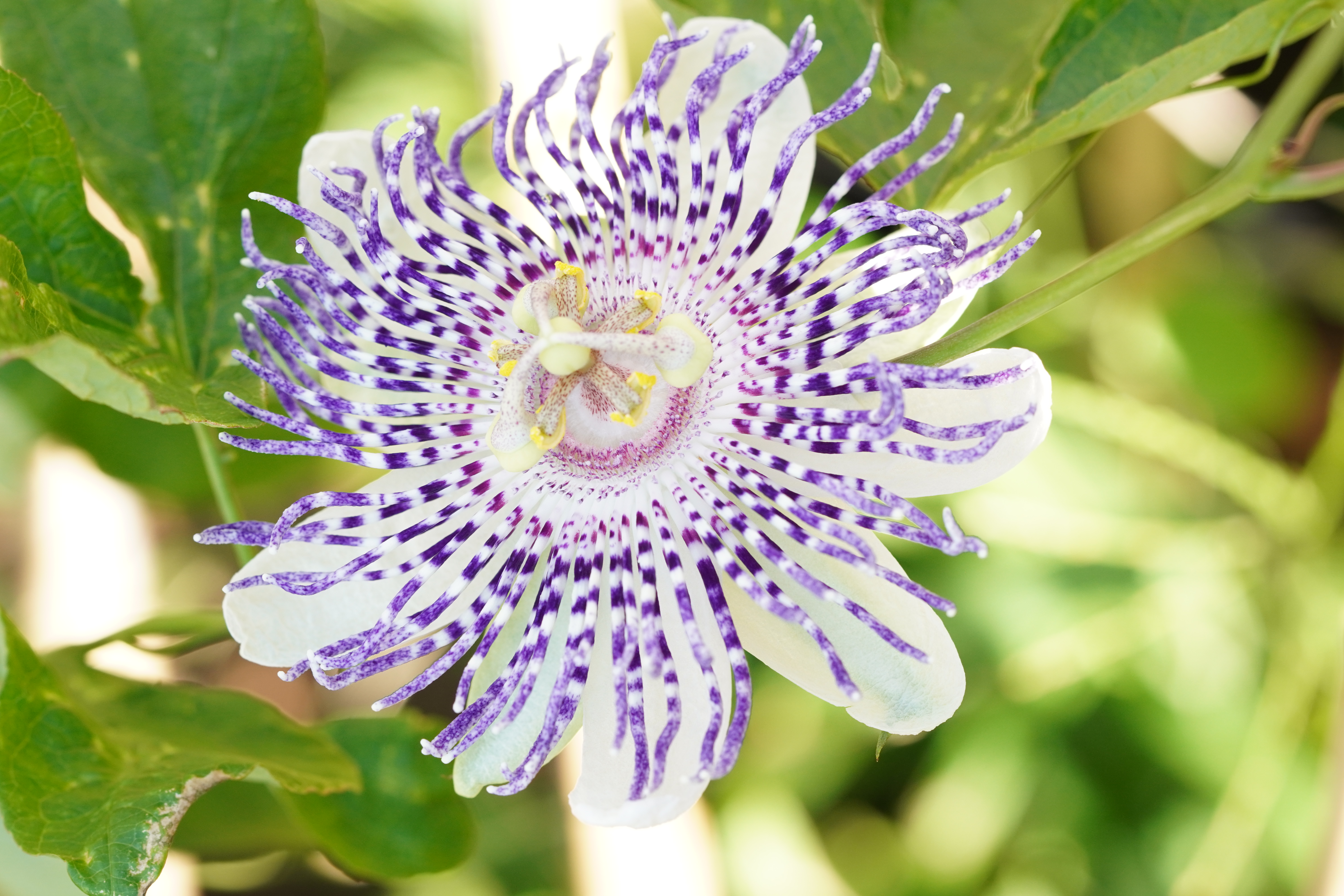 Passiflora 'Diamantina'