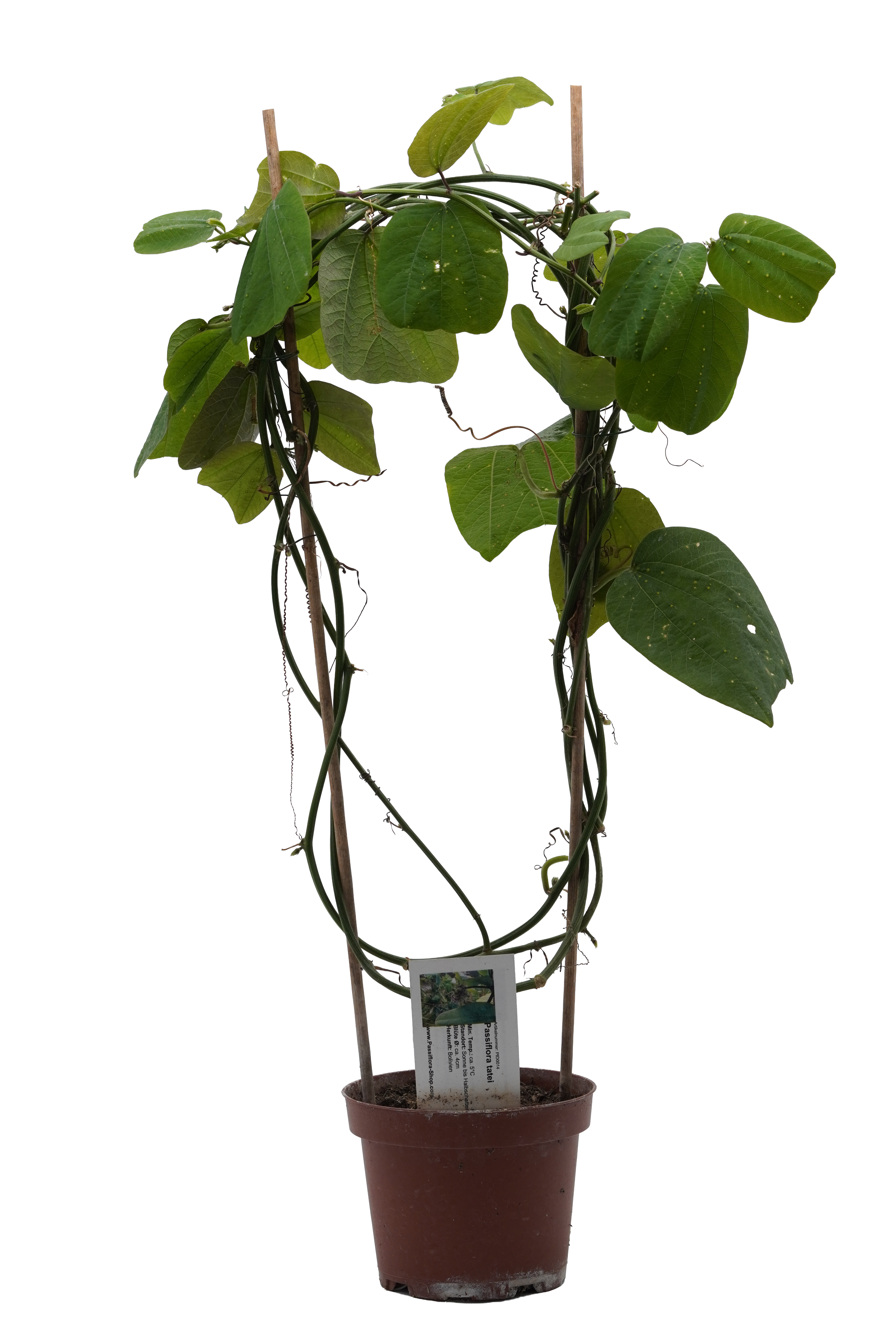 Passiflora tatei
