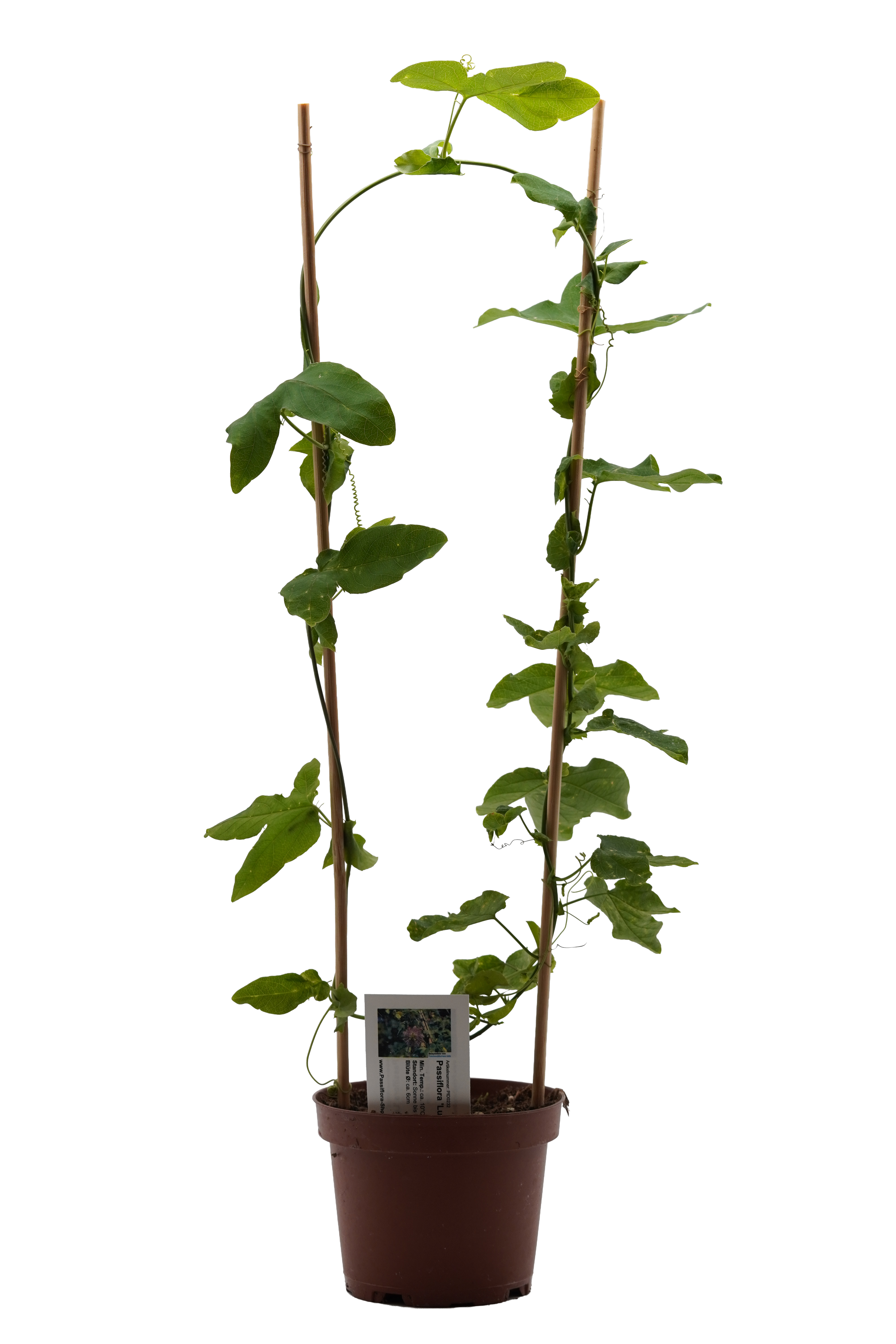 Passiflora 'Lukas'