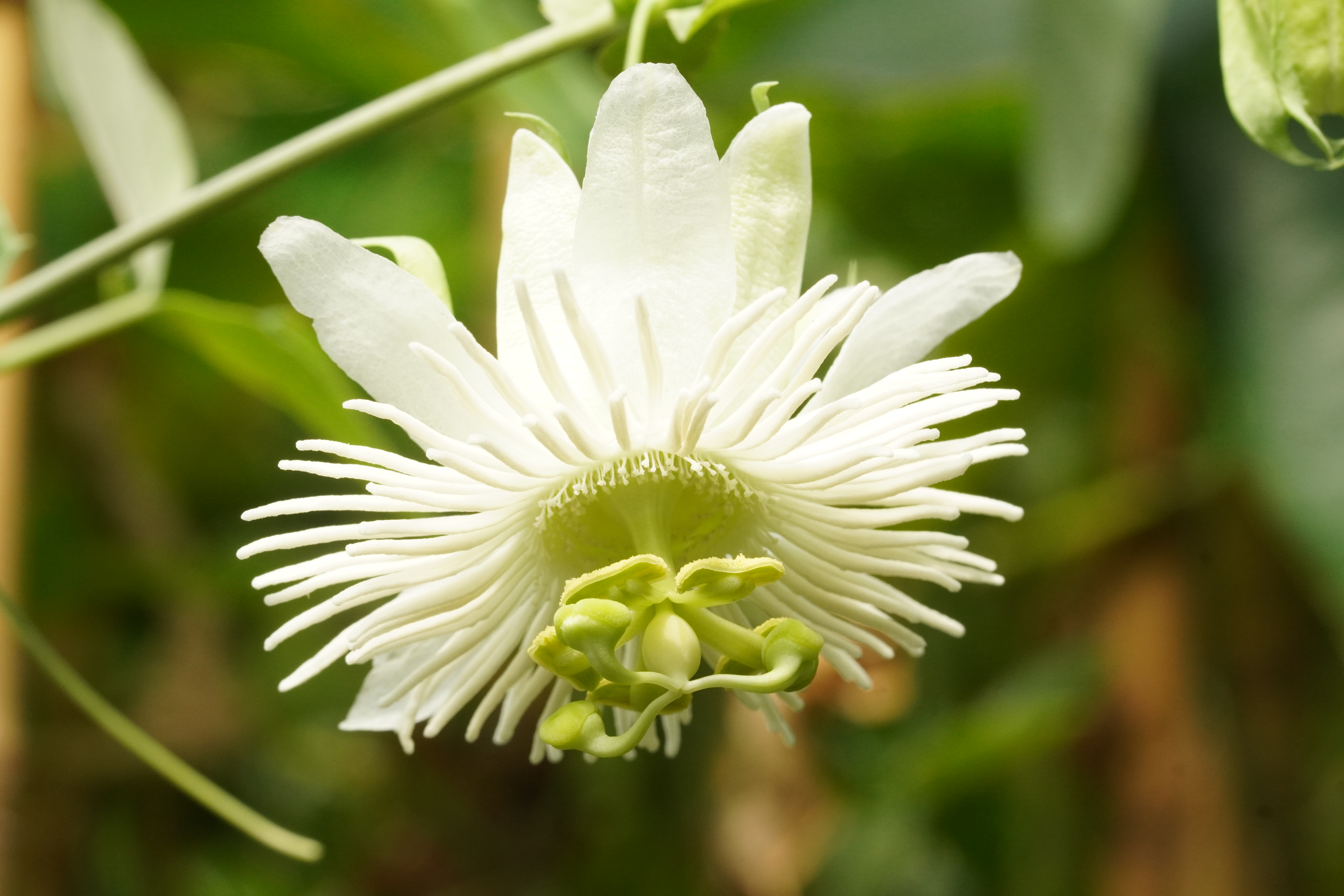 Passiflora tucumanensis 'Alba'