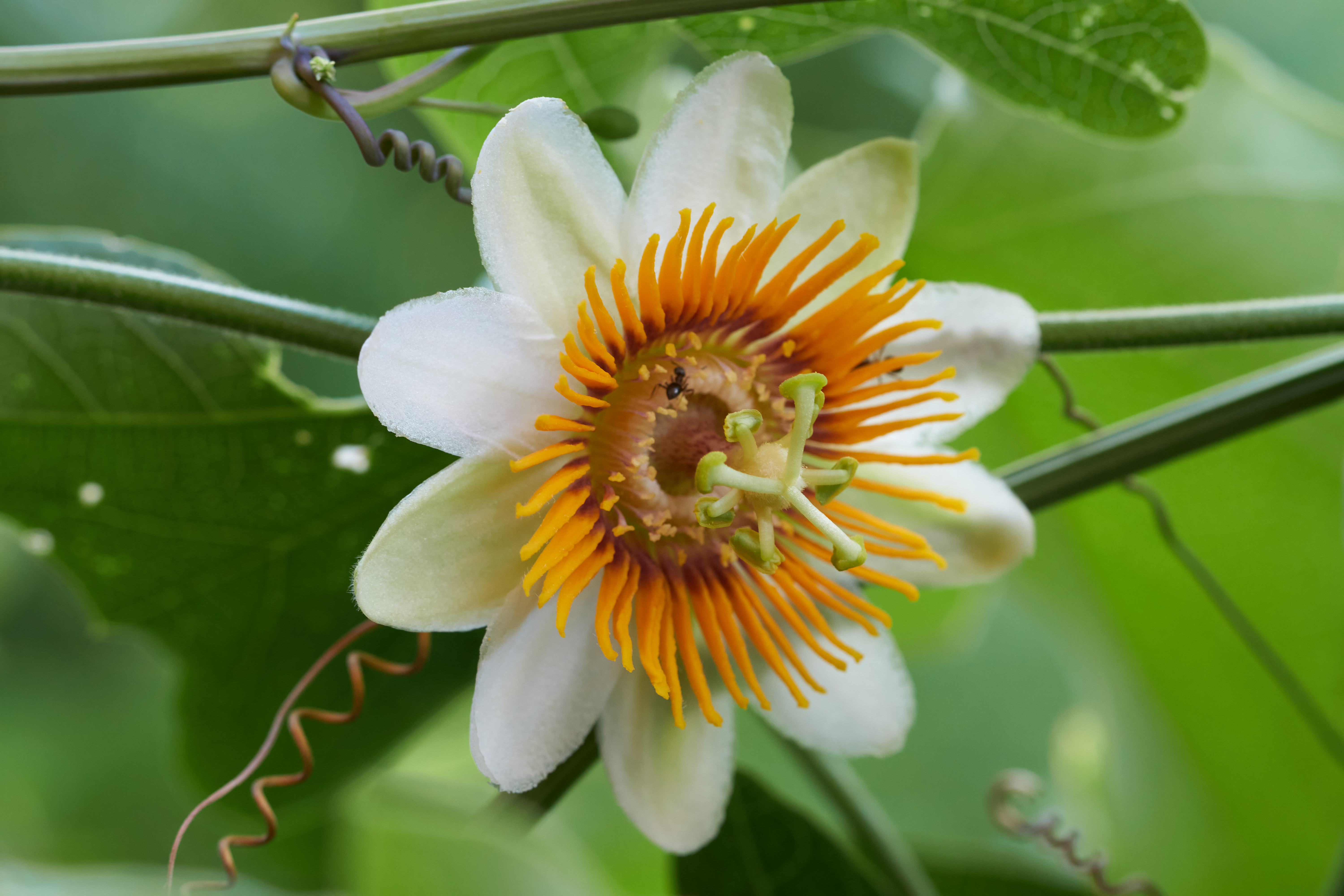 Passiflora holosericea