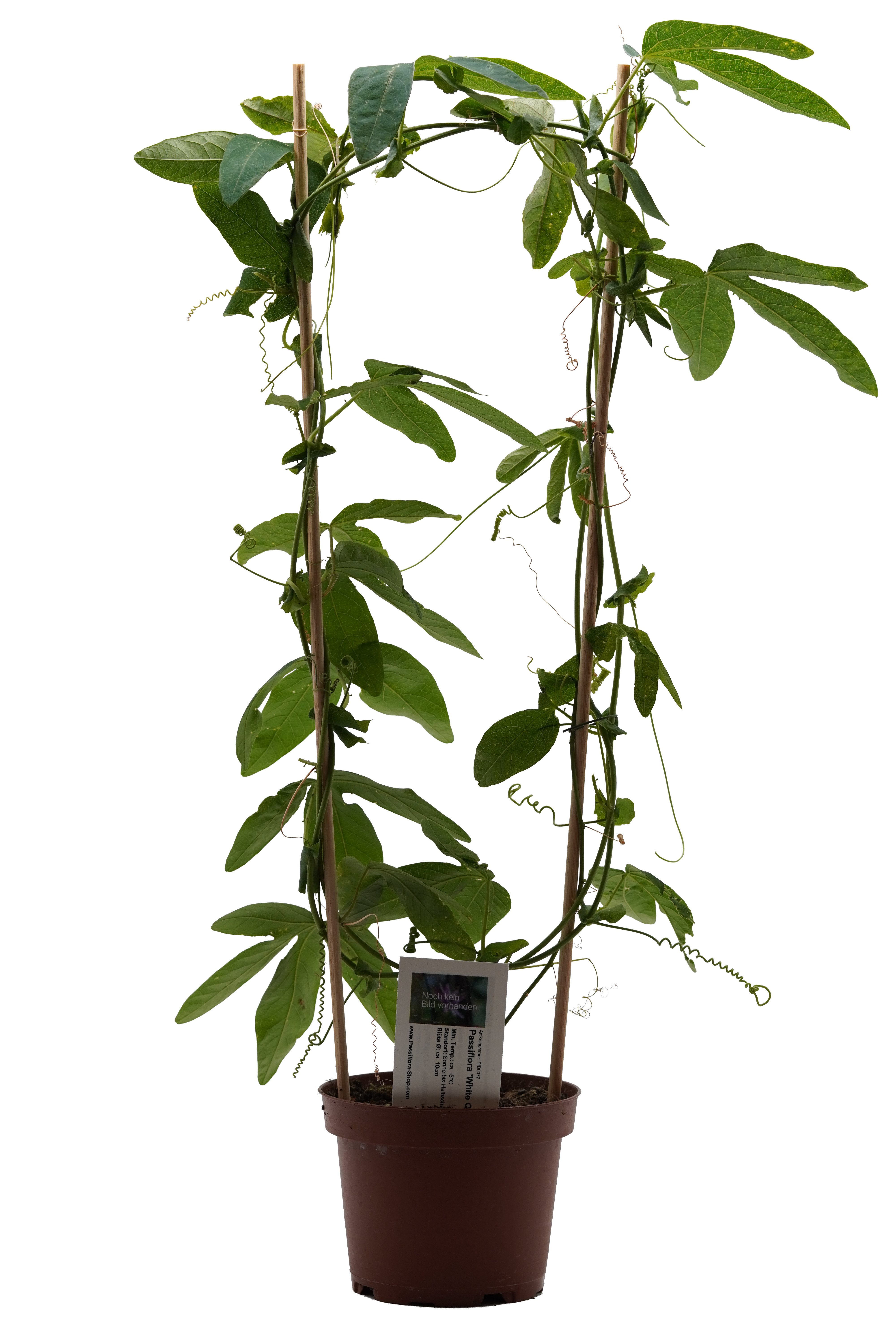 Passiflora 'White Queen'