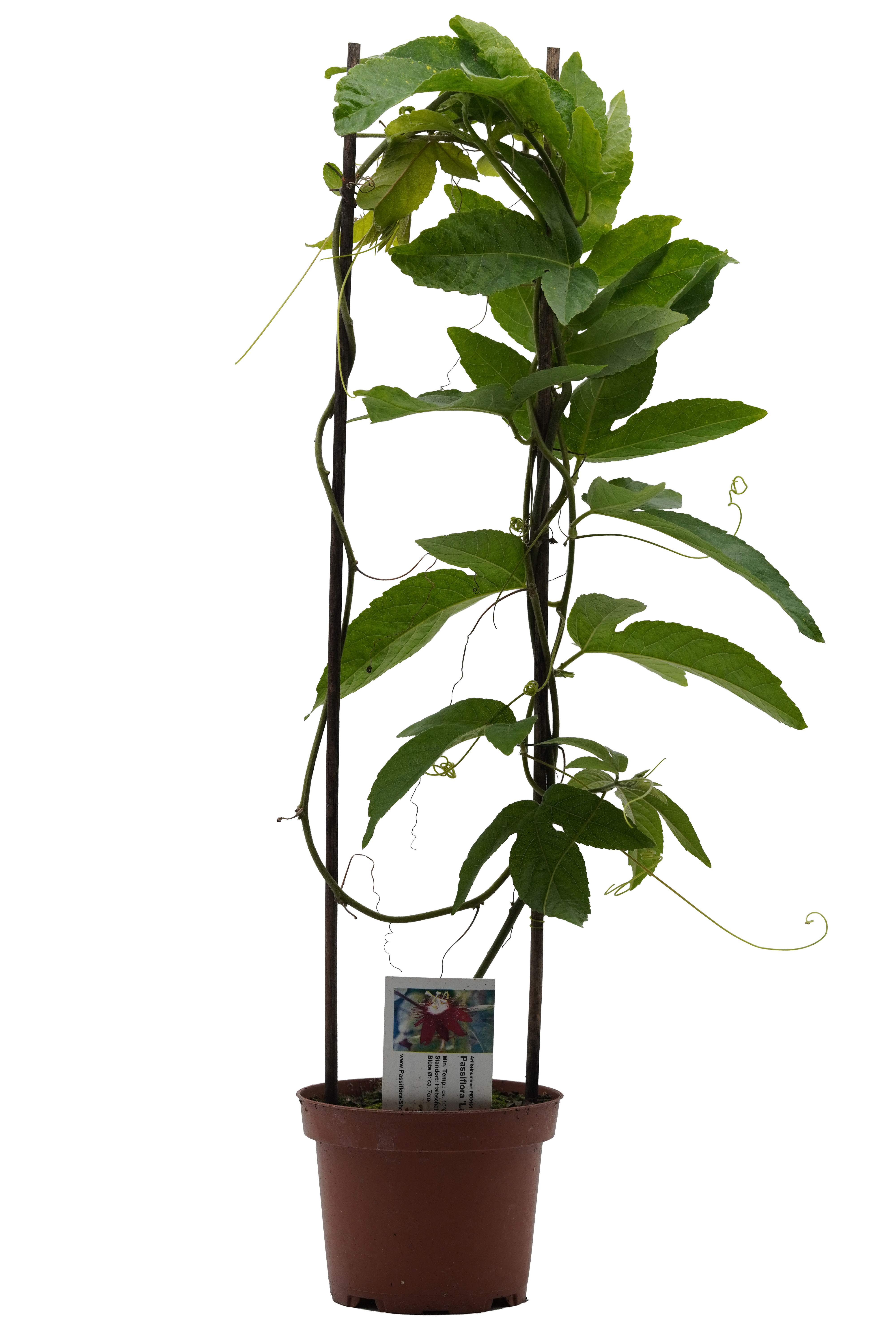 Passiflora 'Lady Margaret'