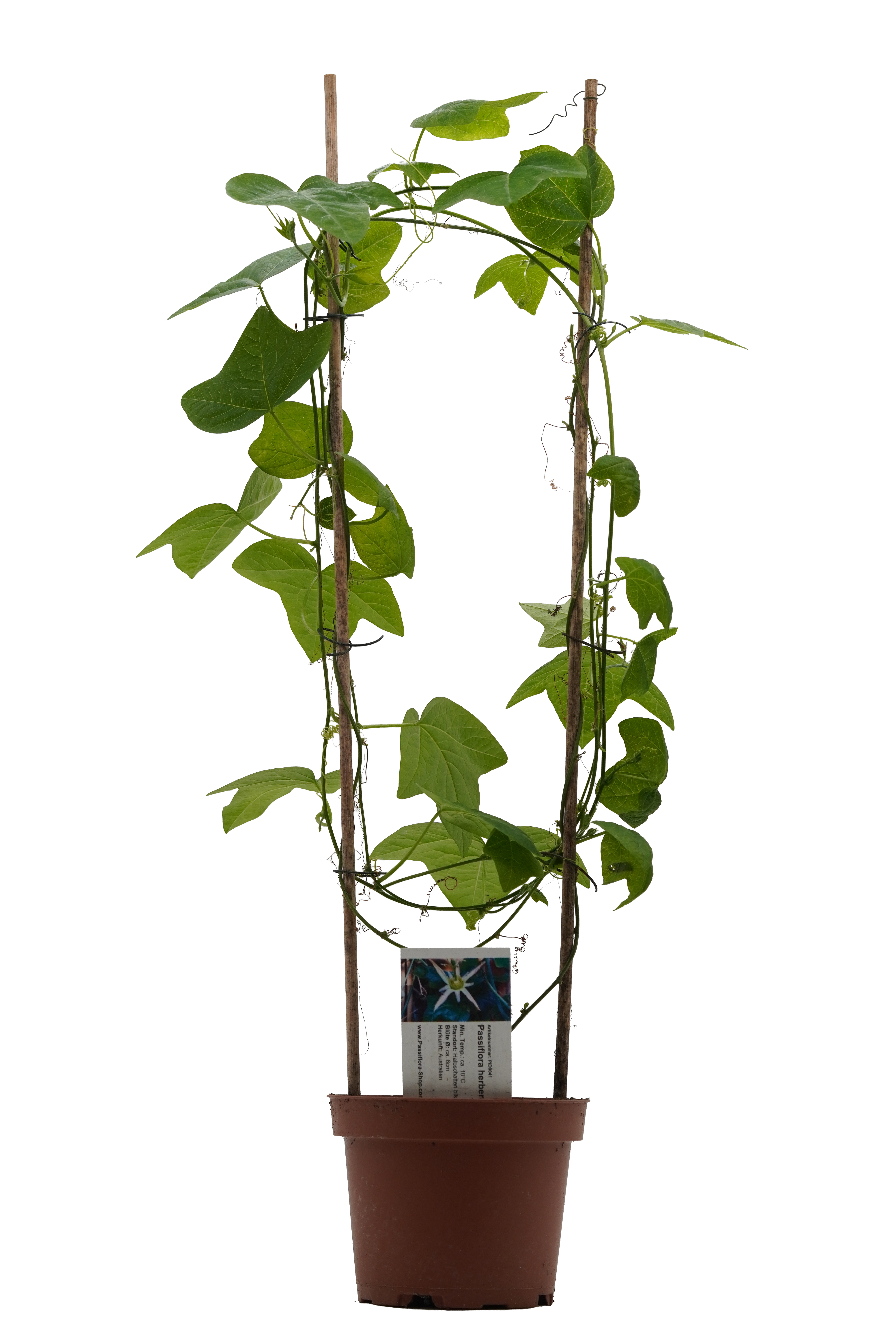 Passiflora herbertiana