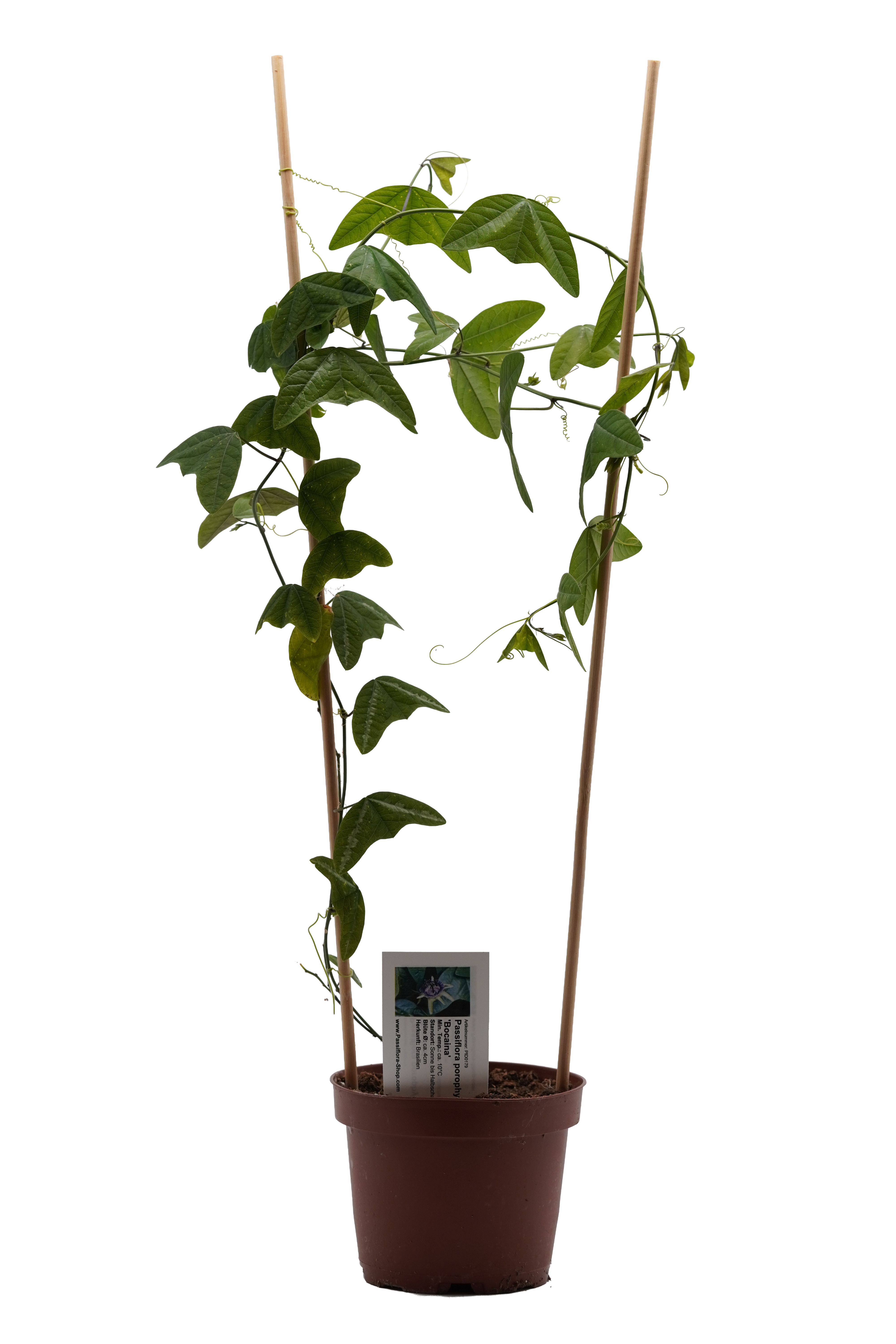 Passiflora porophylla 'Bocaina'