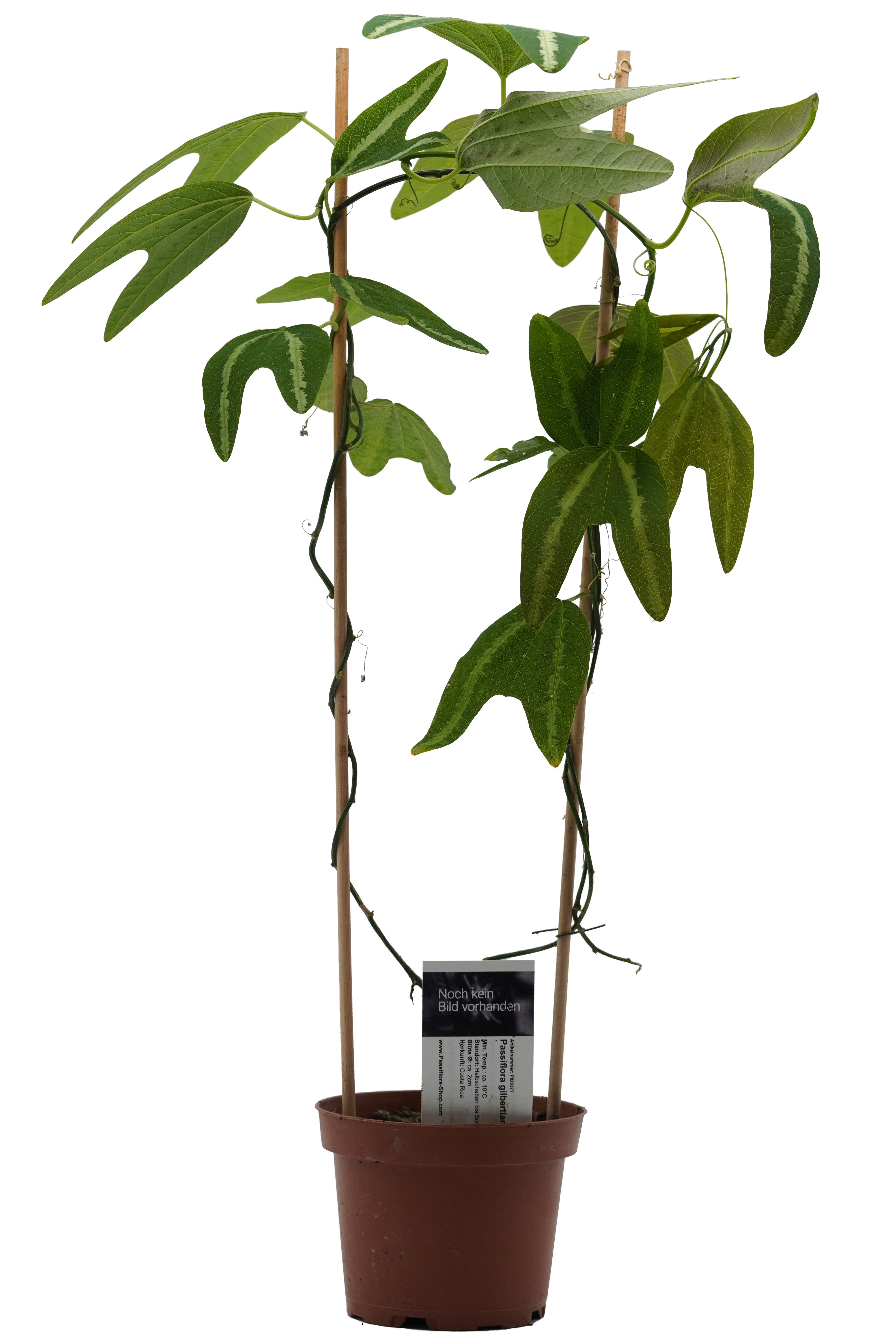 Passiflora gilbertiana