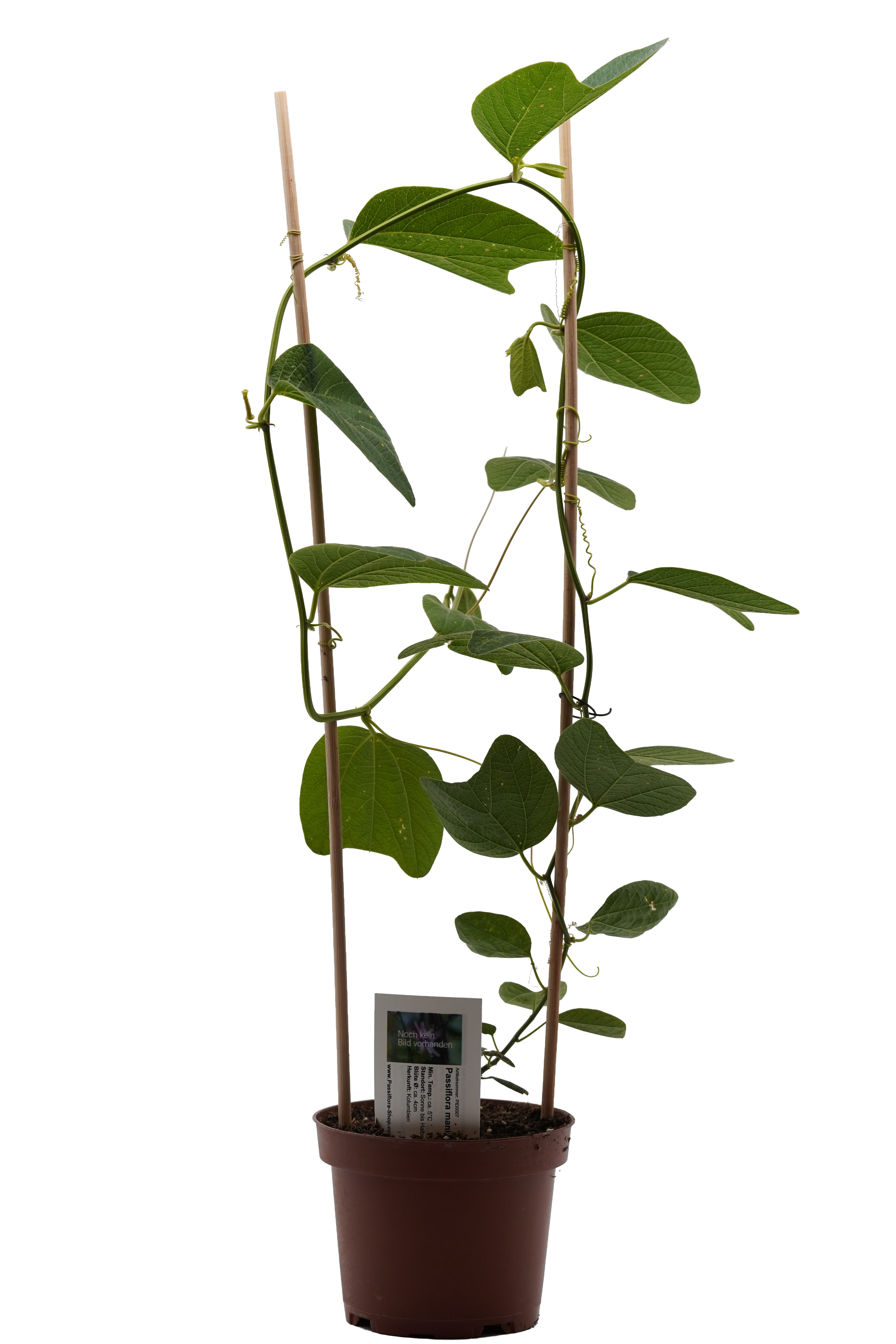 Passiflora spec. Pasca