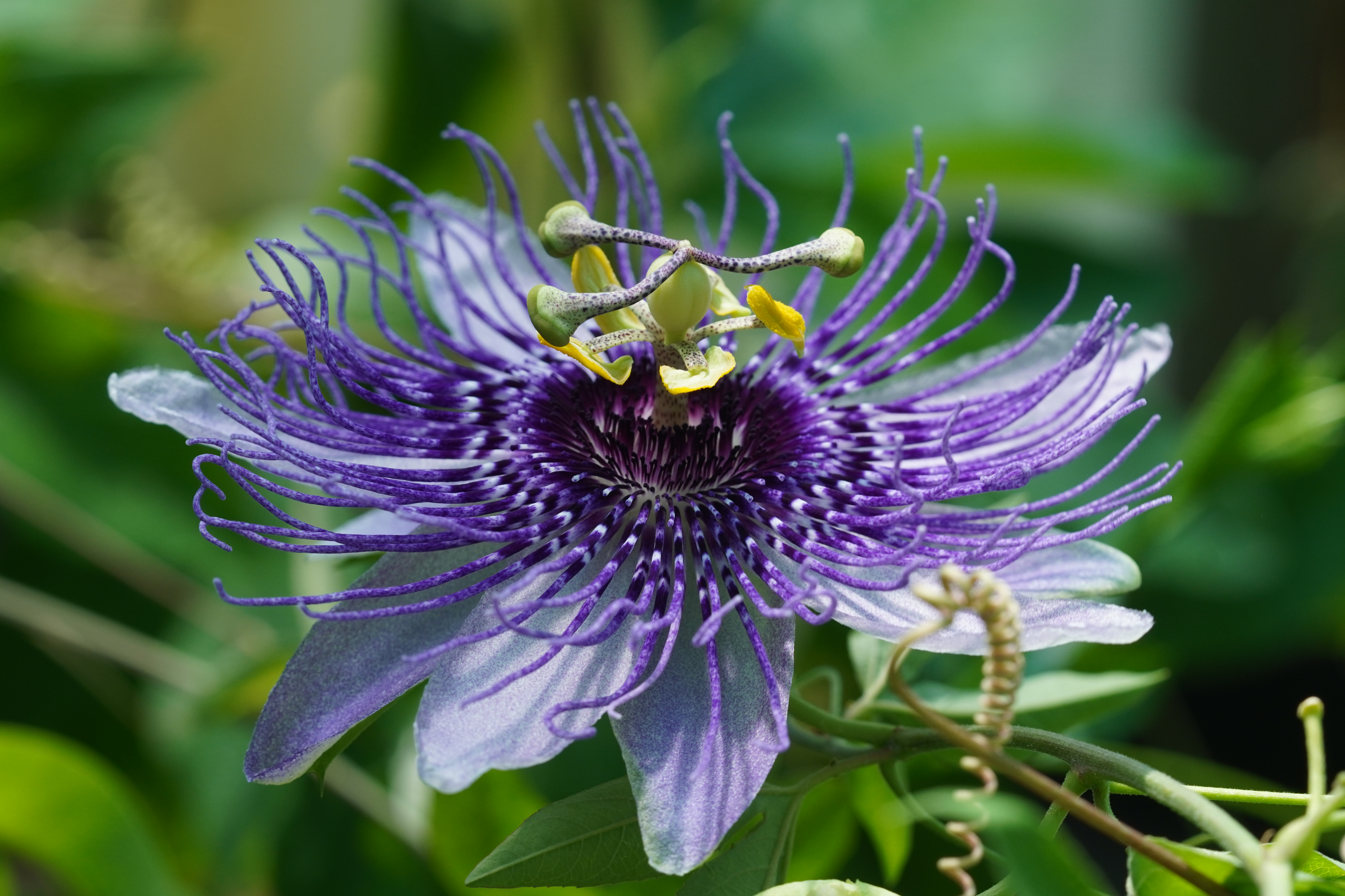 Passiflora 'Fata Serena'