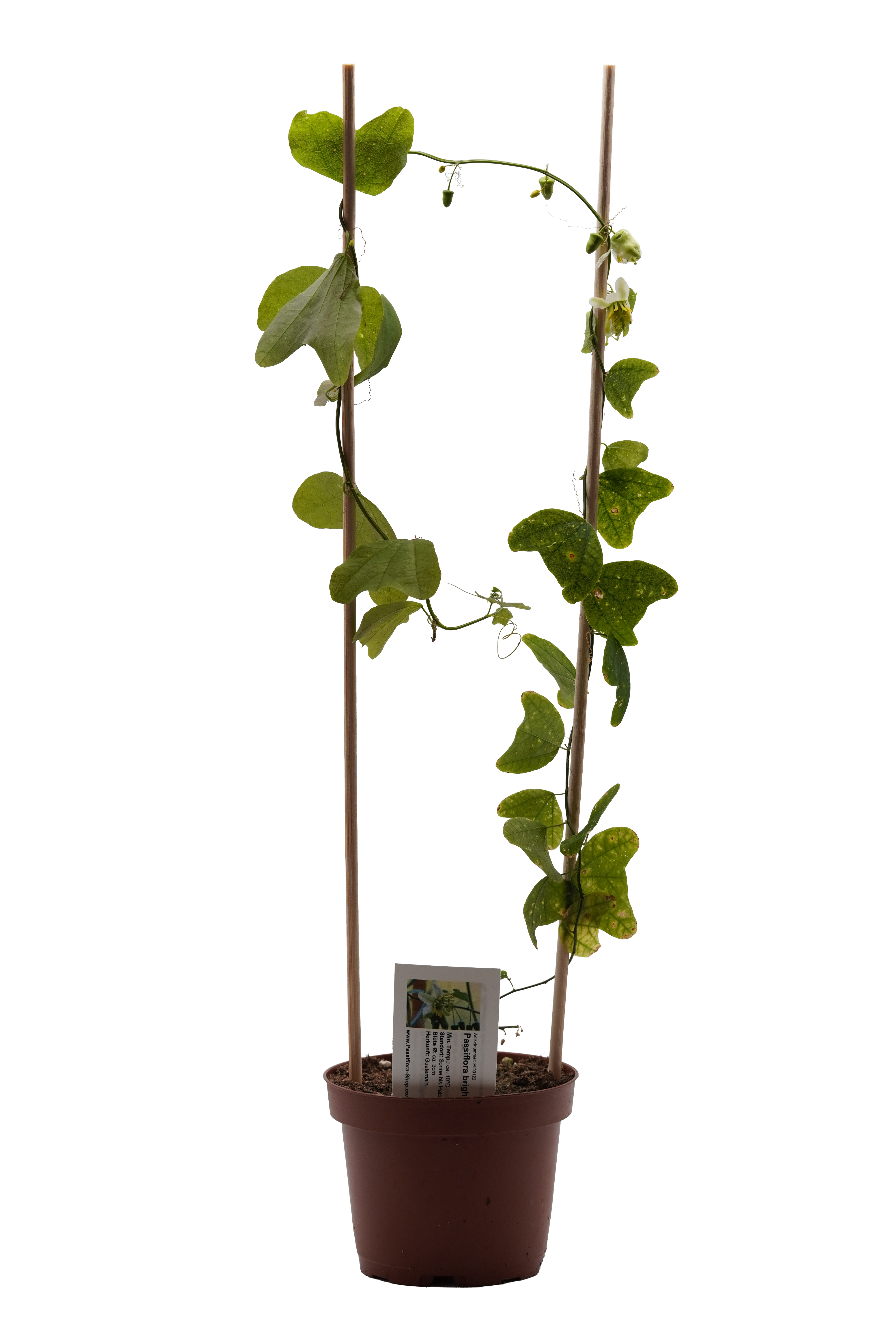 Passiflora brighamii