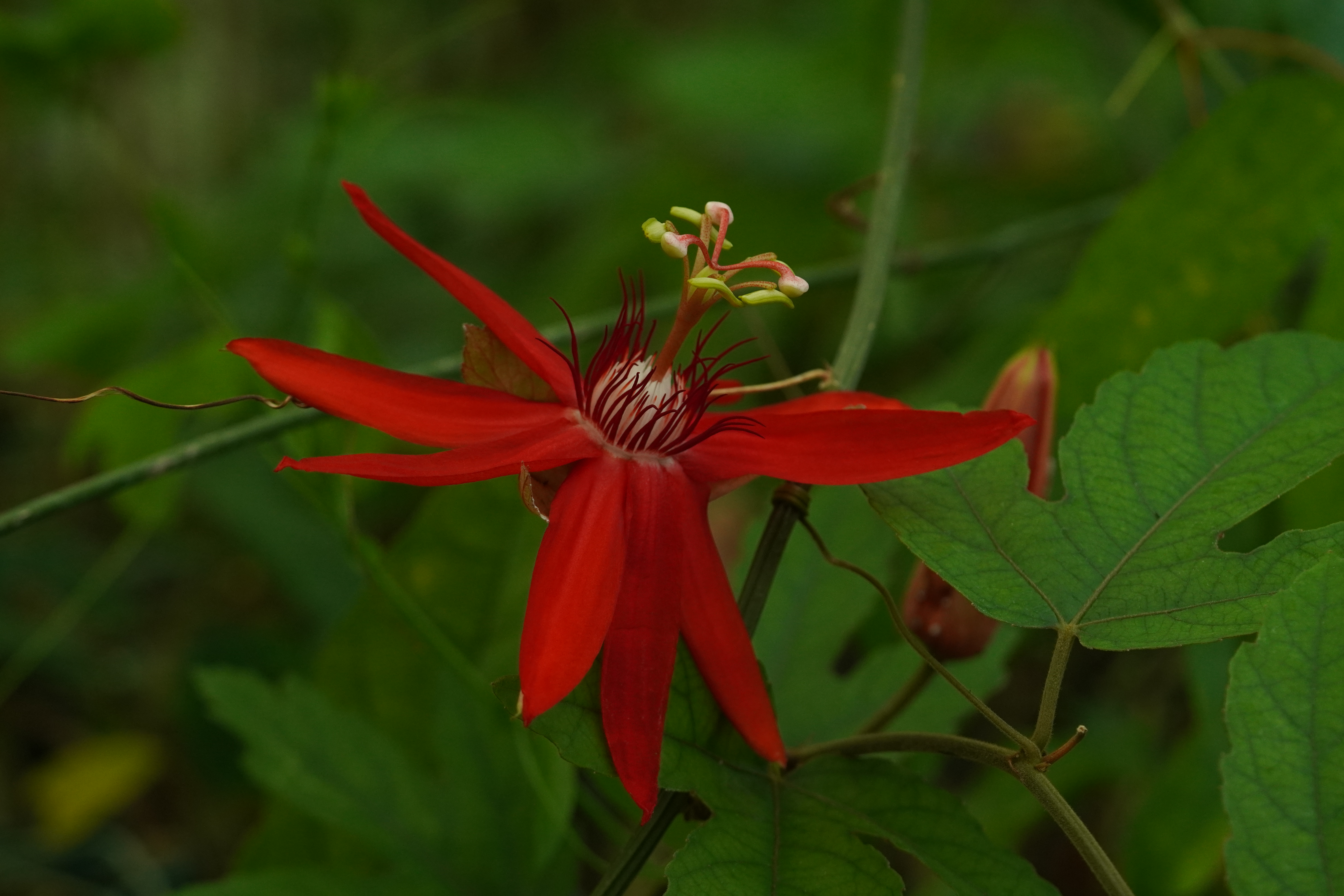 Passiflora vitifolia
