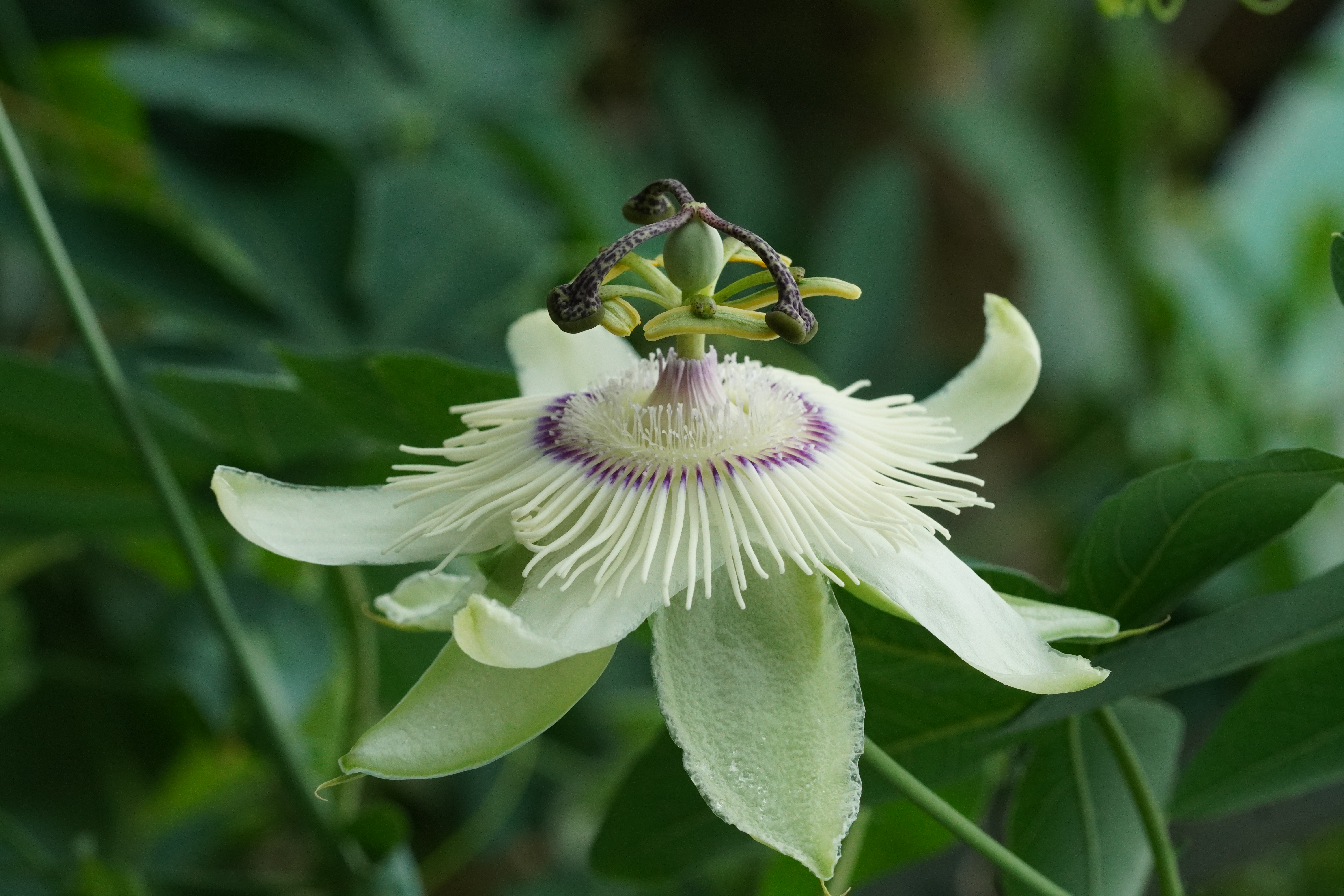 Passiflora 'Adrian'