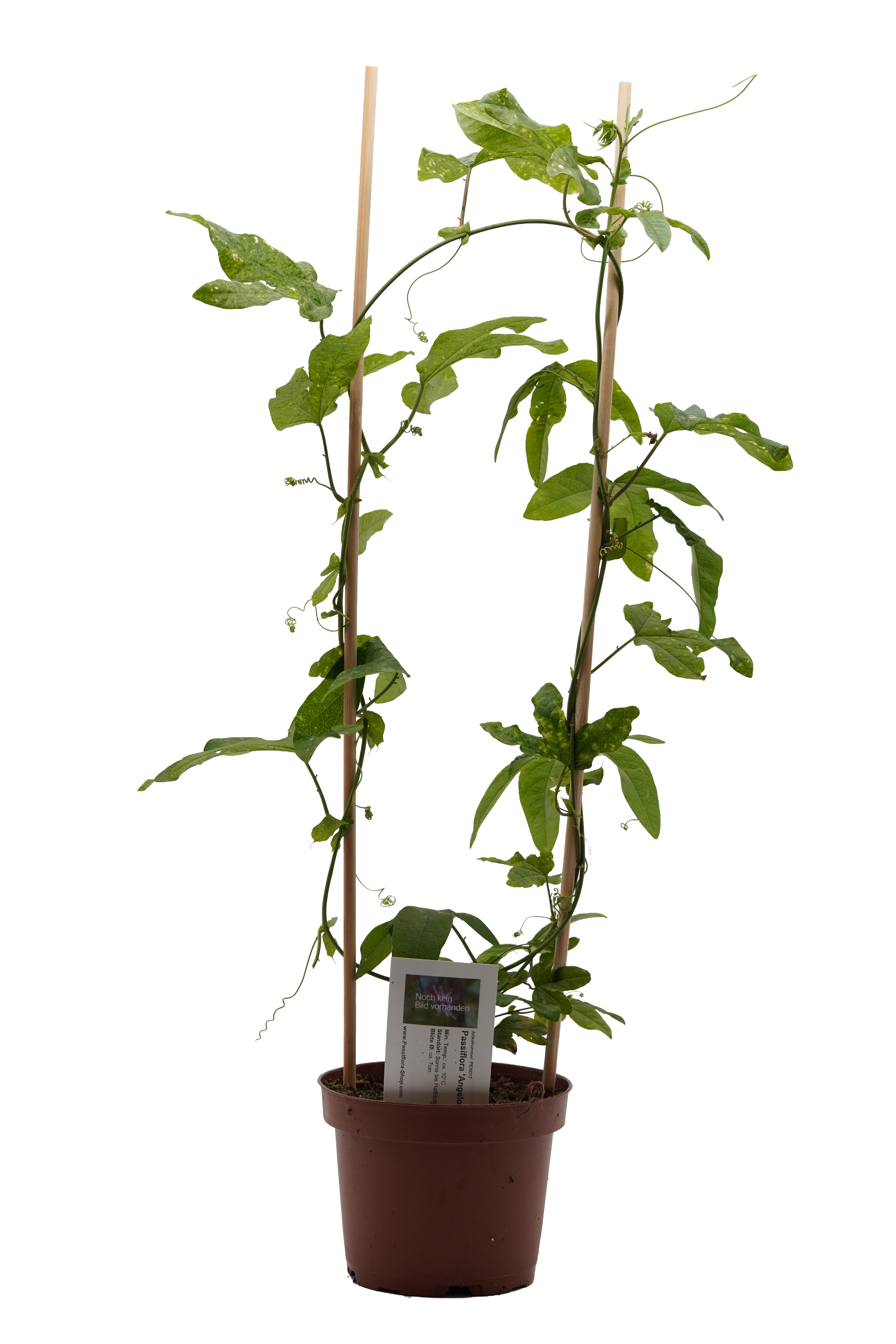 Passiflora 'Angelo Blu'