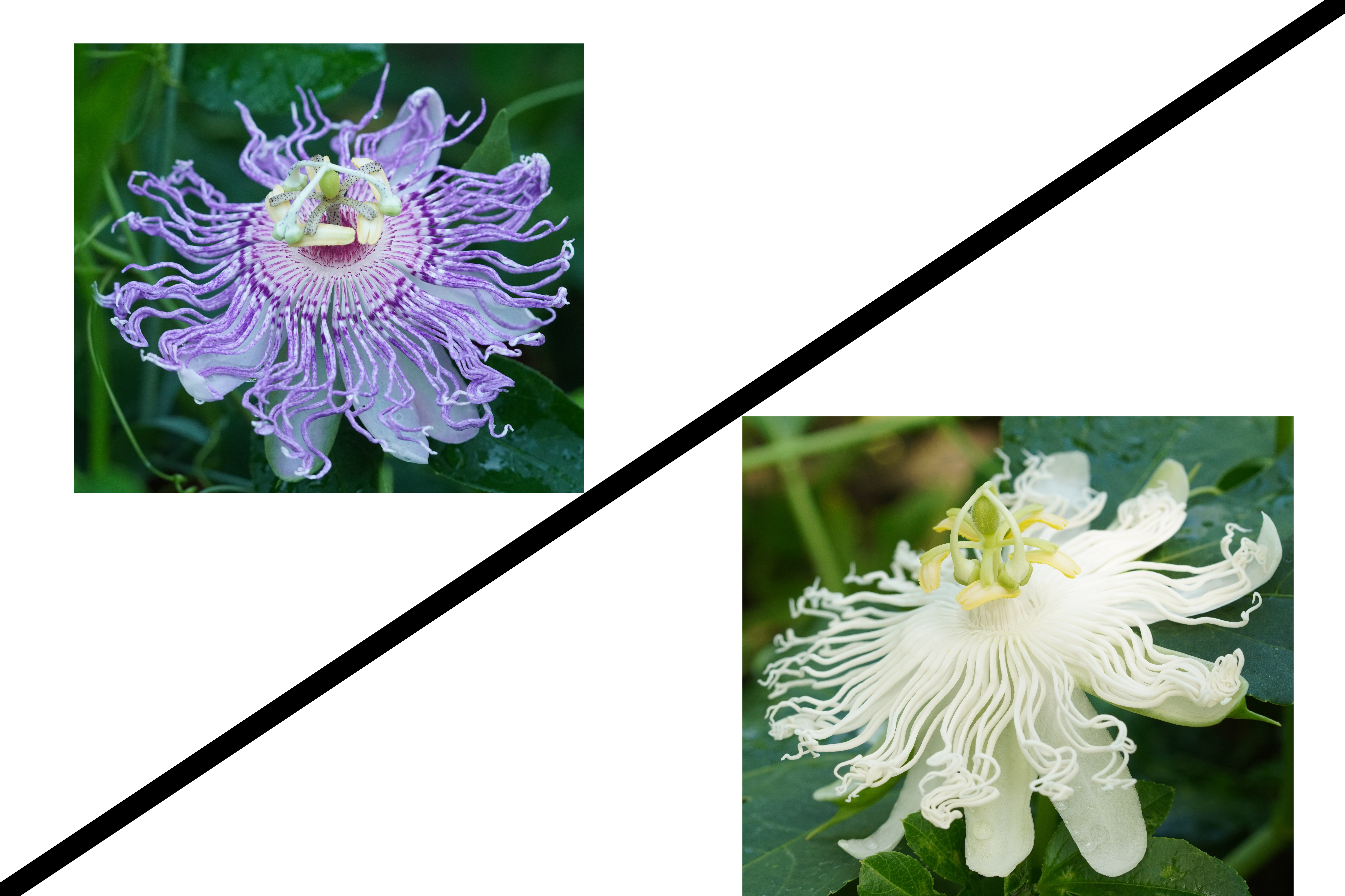 Passiflora incarnata -mix- (lila oder weiß)