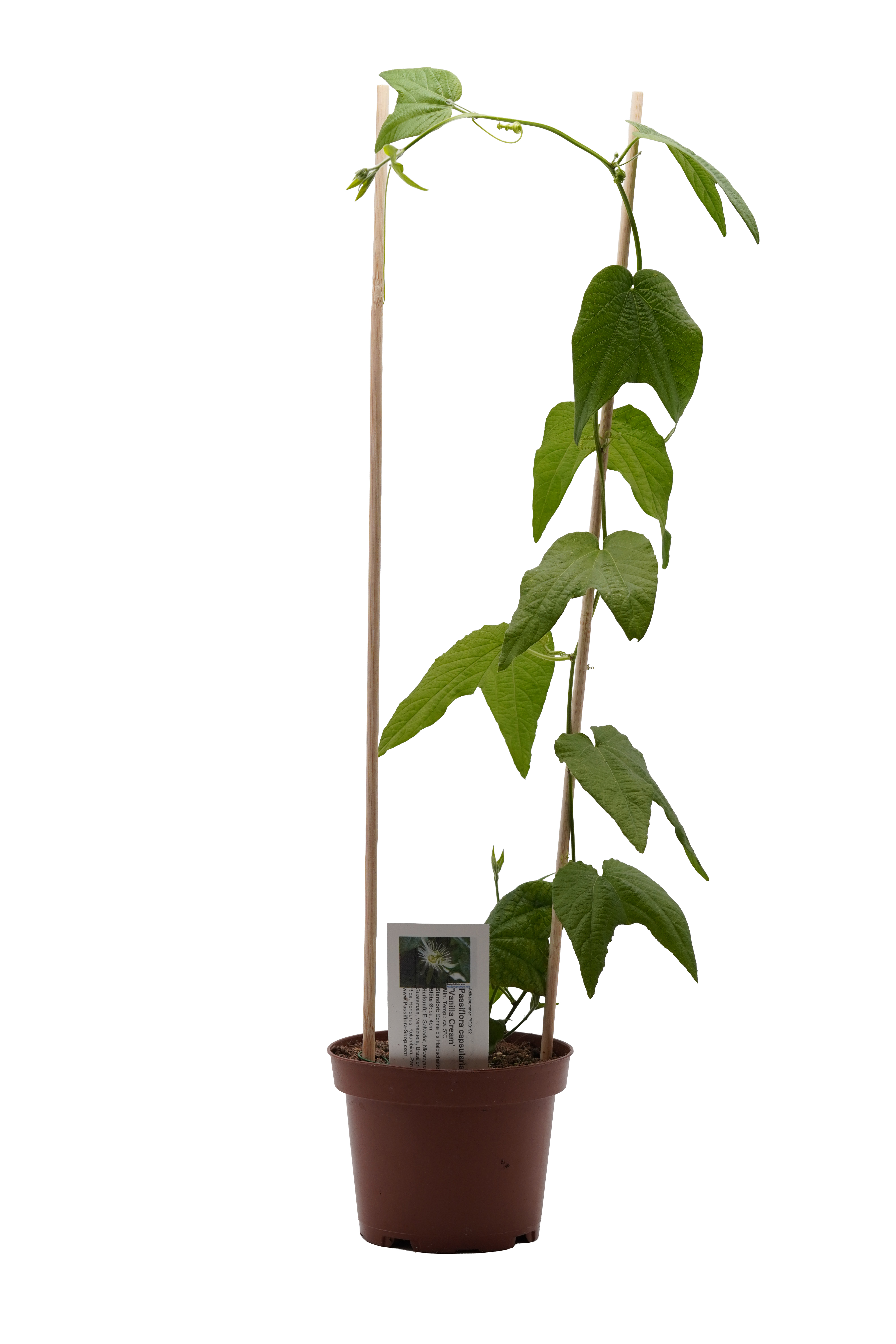 Passiflora capsularis 'Vanilla Cream'