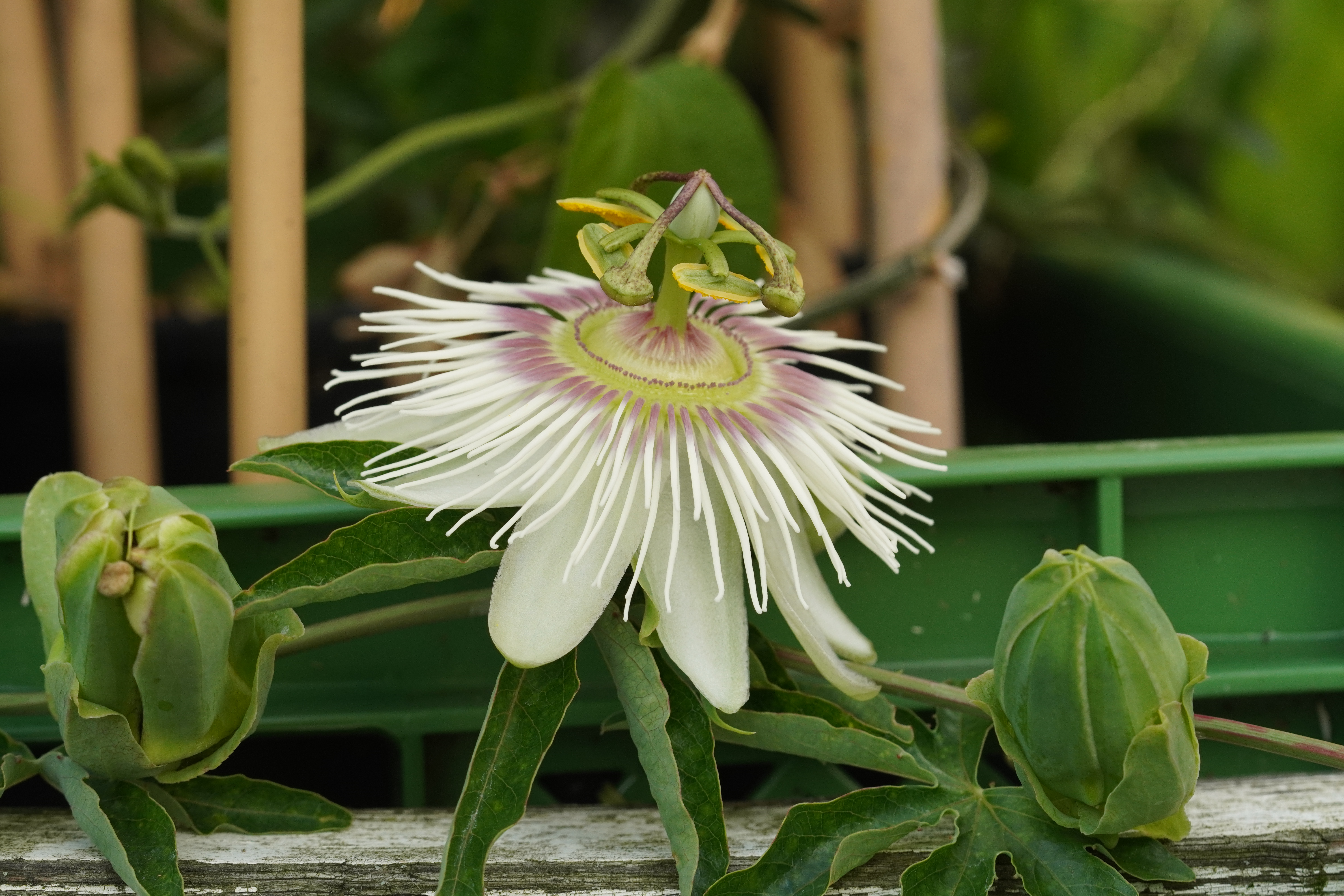 Passiflora caerulea 'Pierre Pomie'