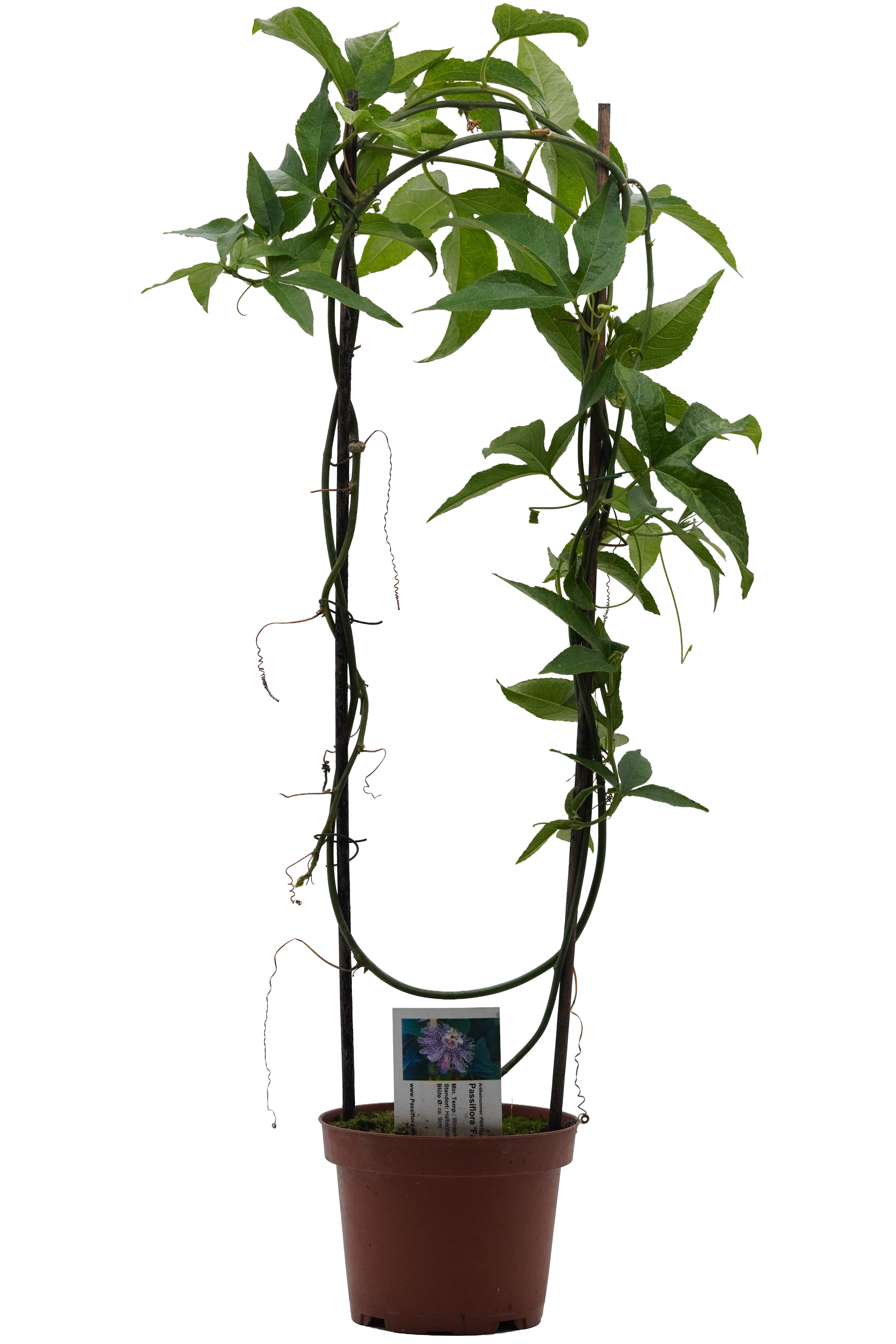 Passiflora 'Fata Confetto'