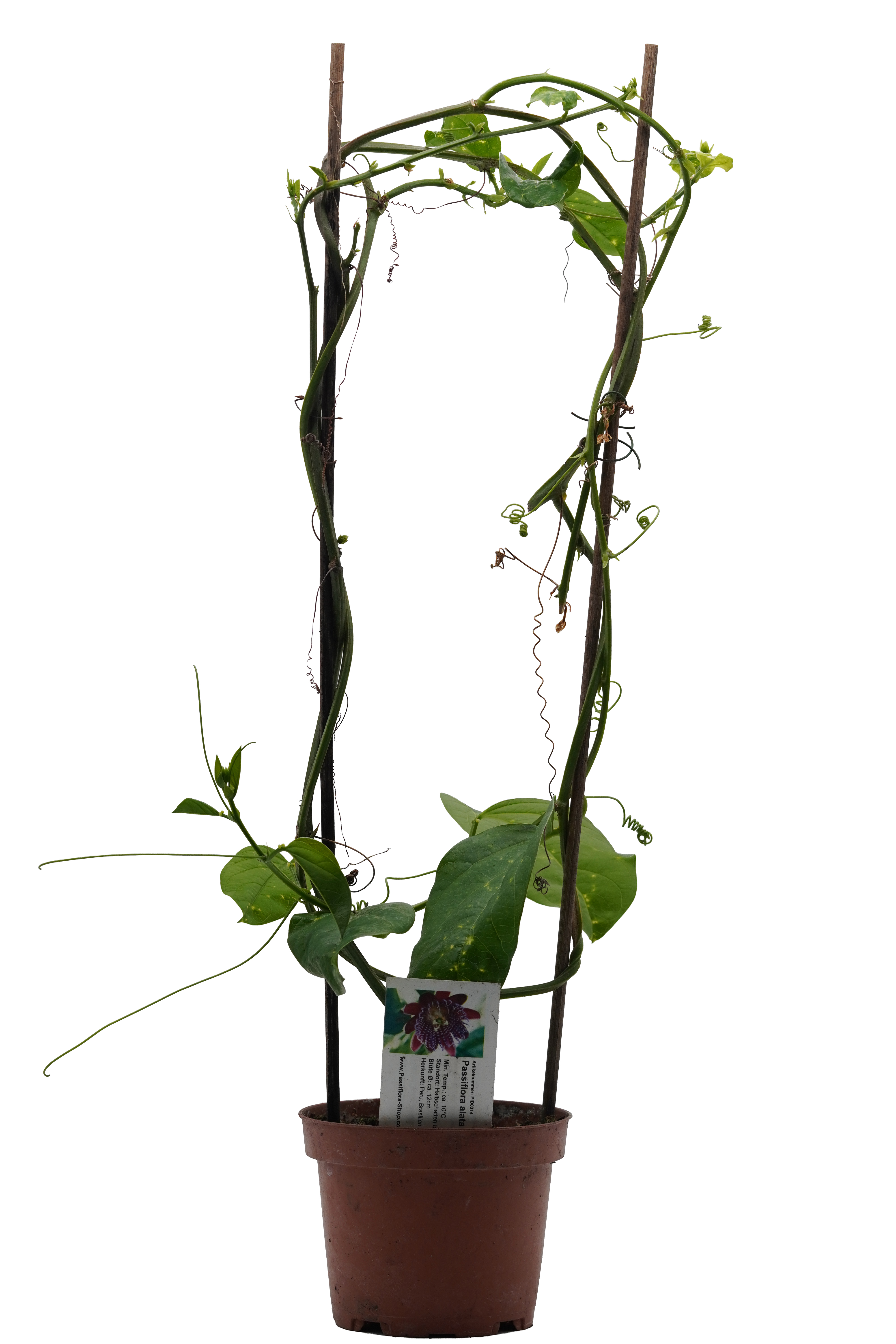 Passiflora alata 'Linhares'