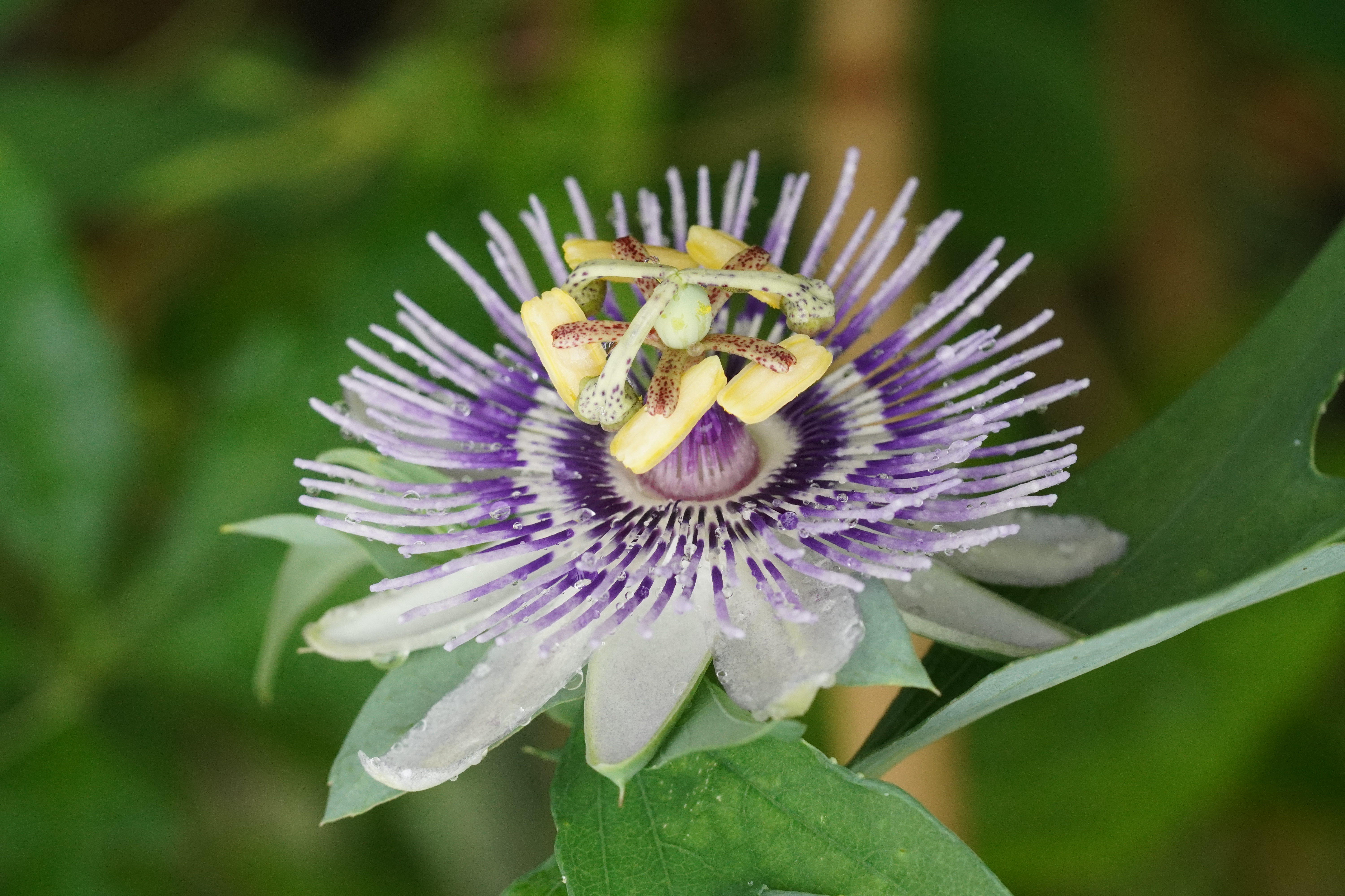 Passiflora mooreana