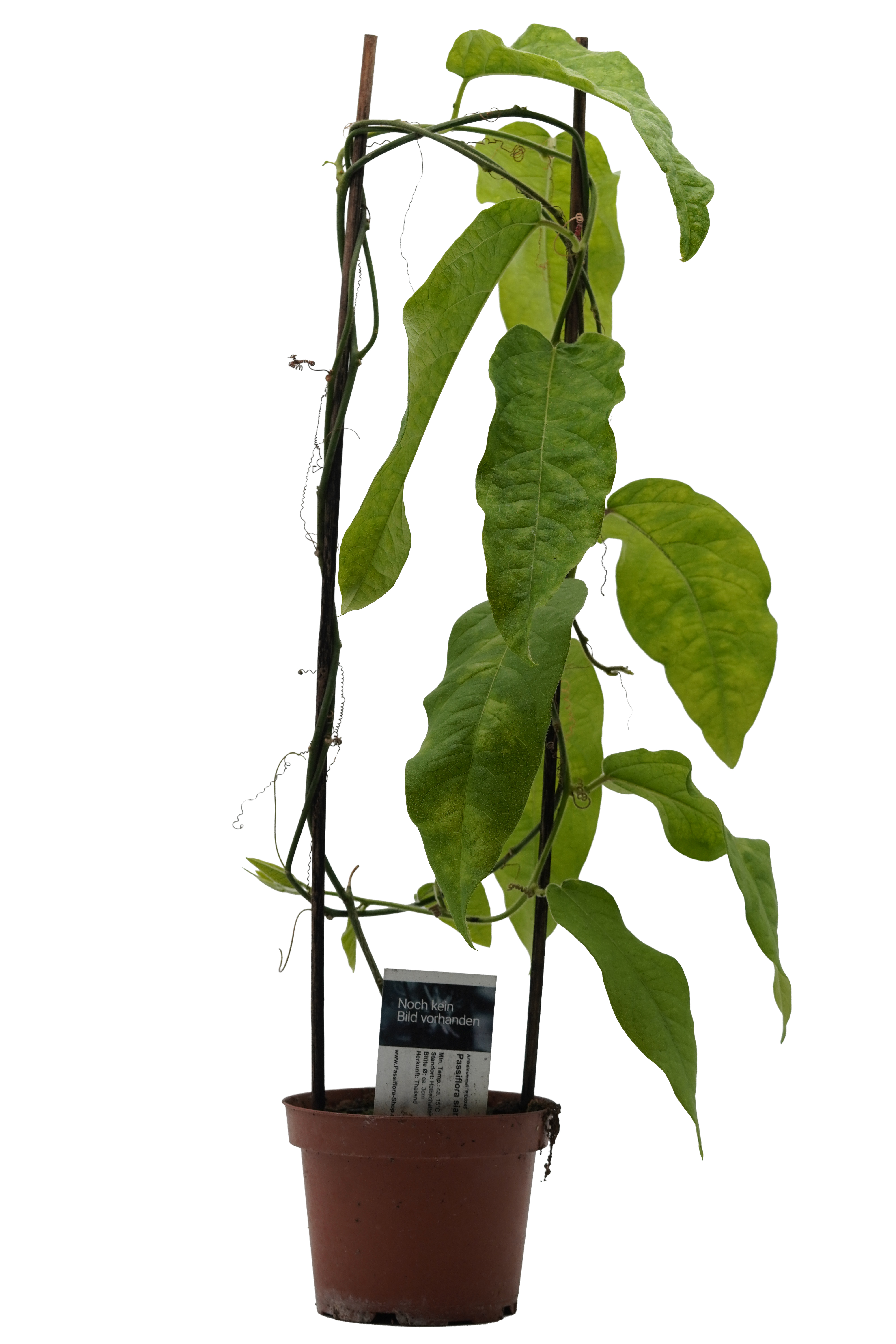 Passiflora siamica