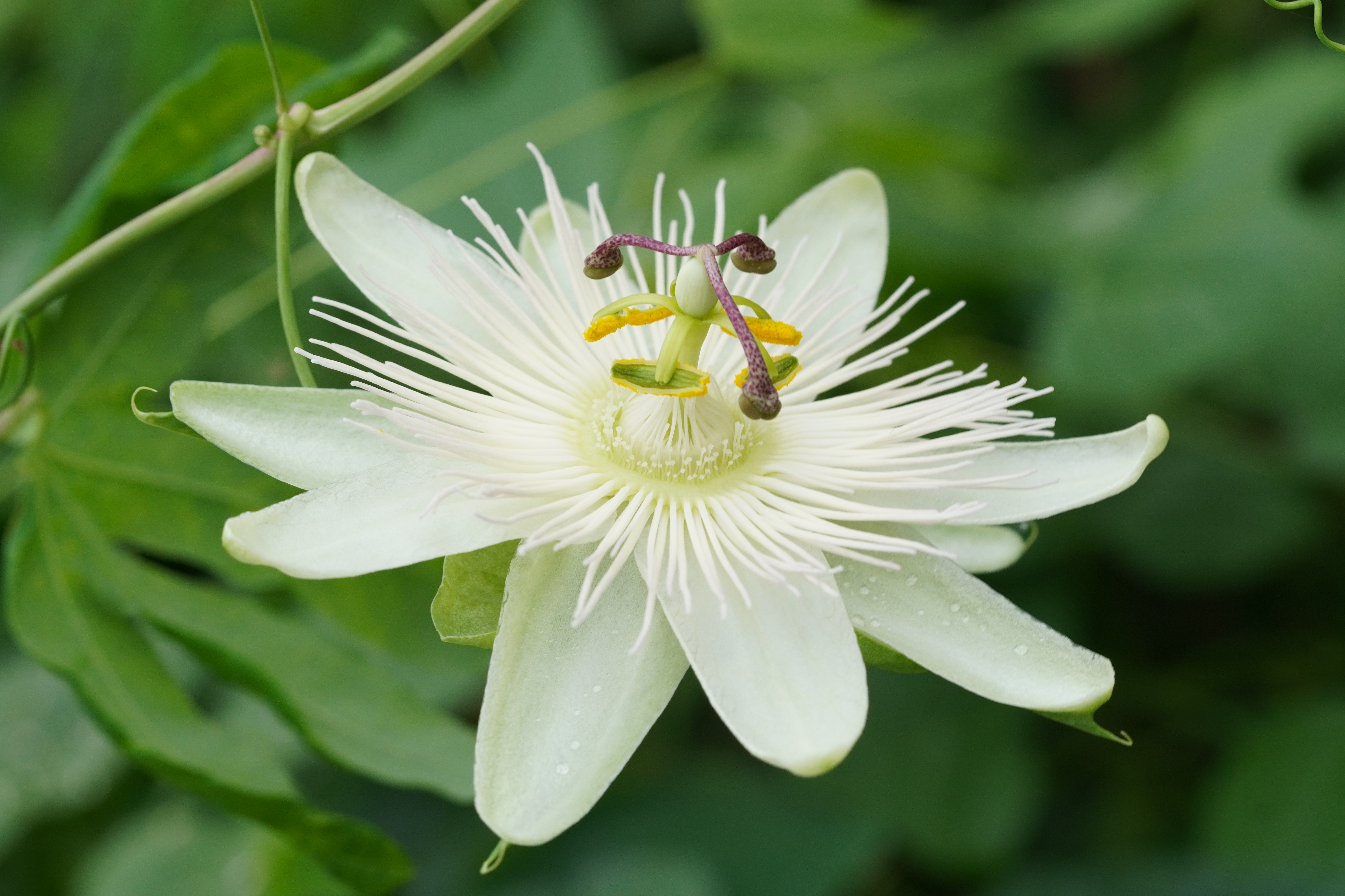 Passiflora caerulea 'Cacapava do sul 1'