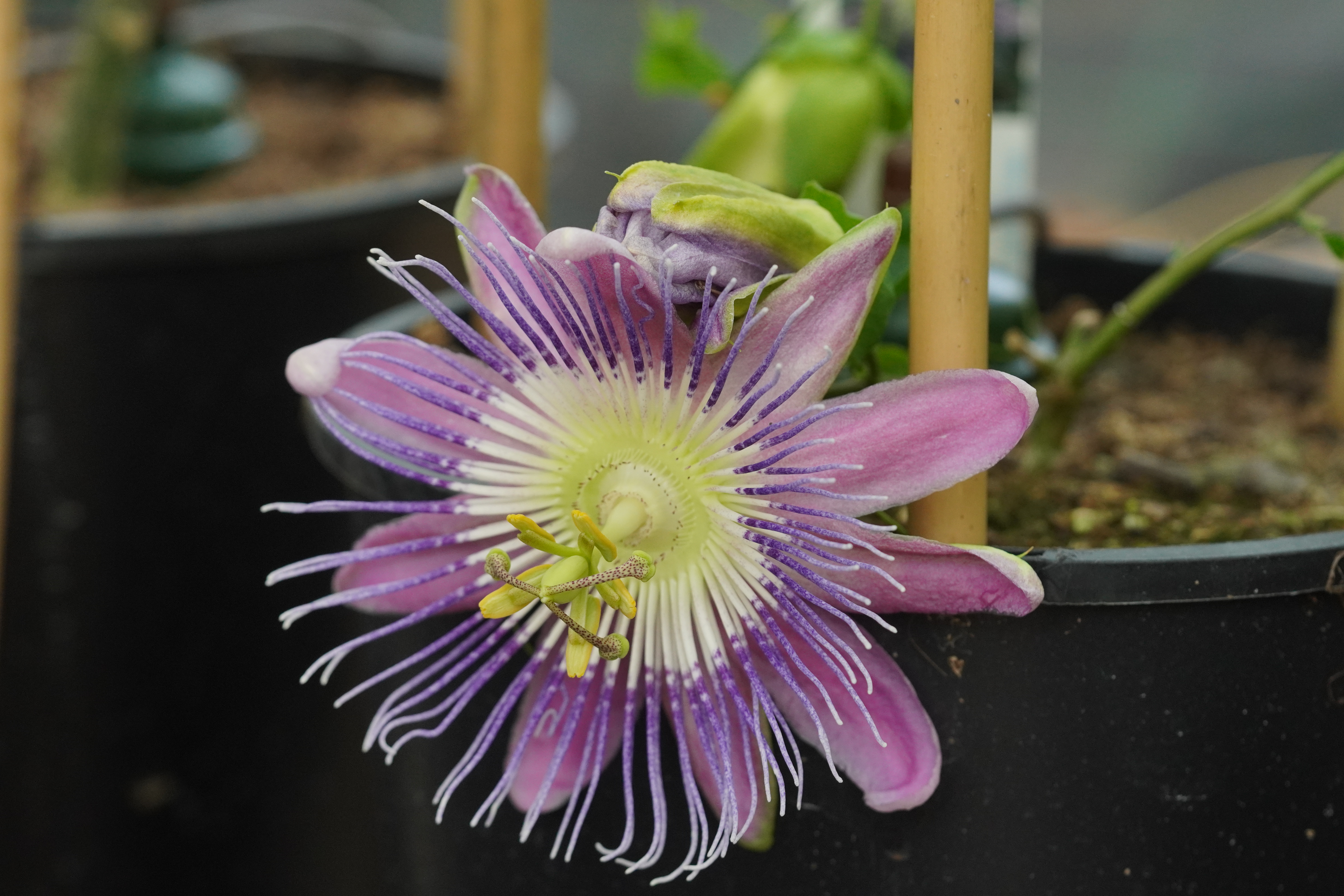 Passiflora 'Nicole'