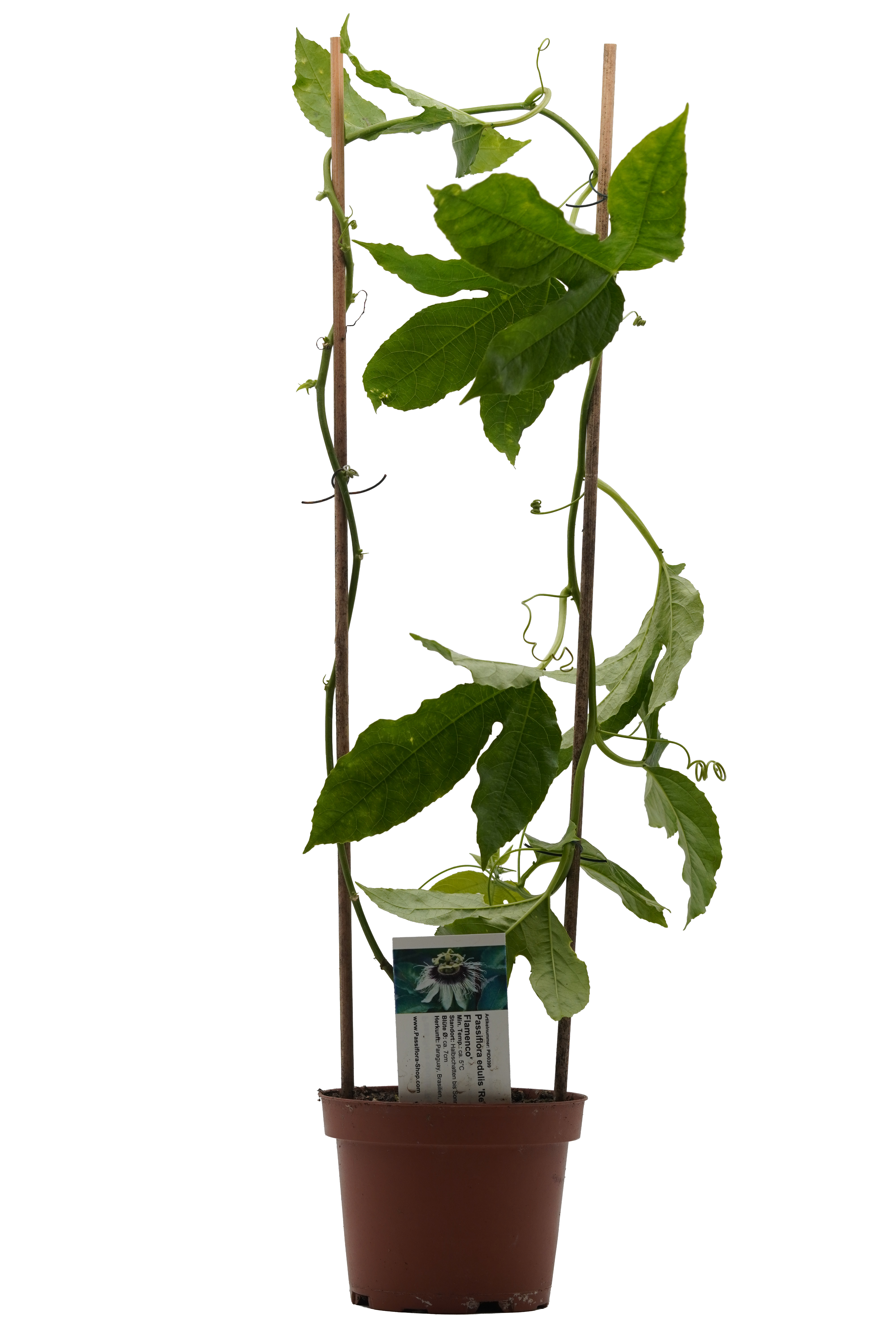 Passiflora edulis 'Red Flamenco'