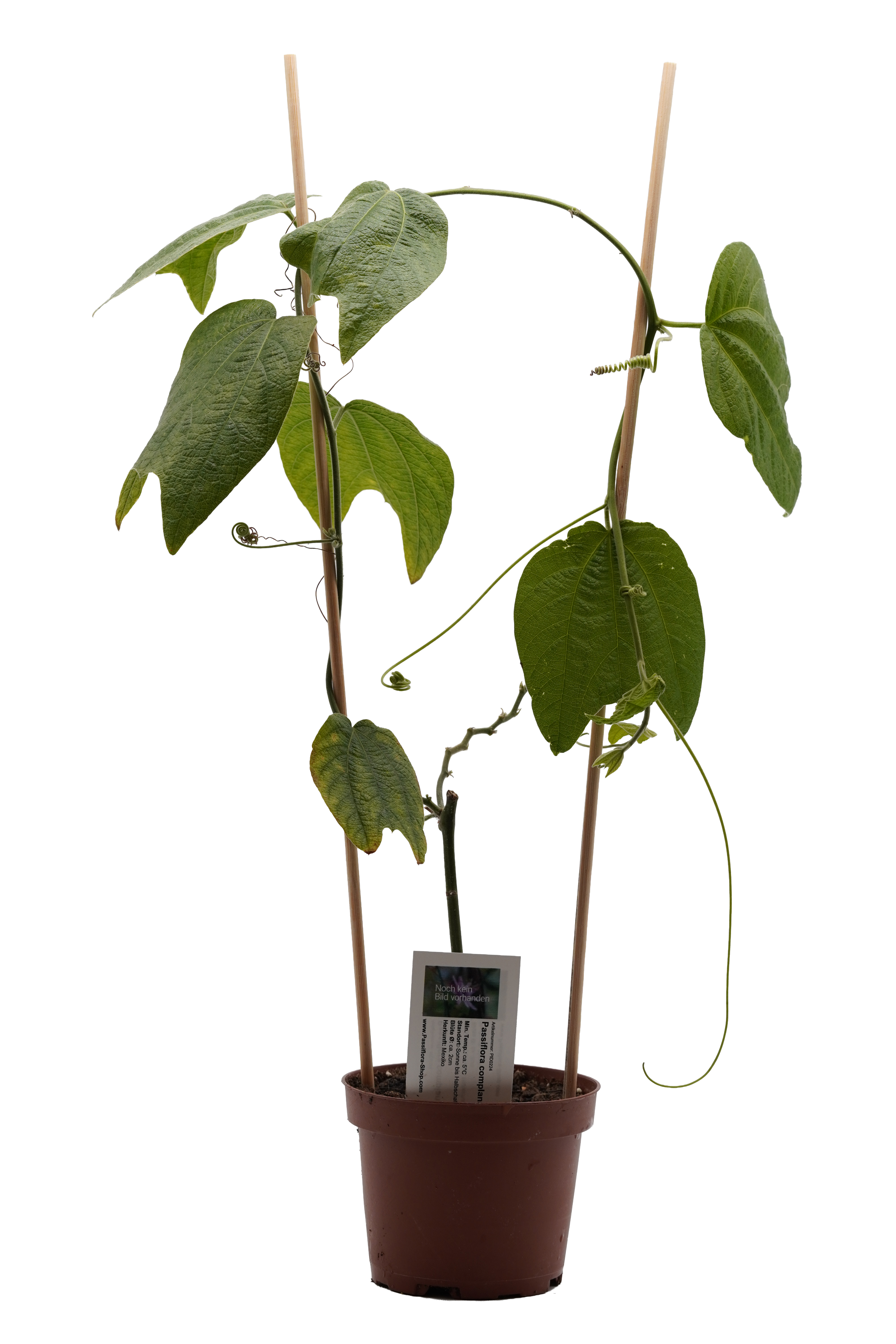 Passiflora complanata