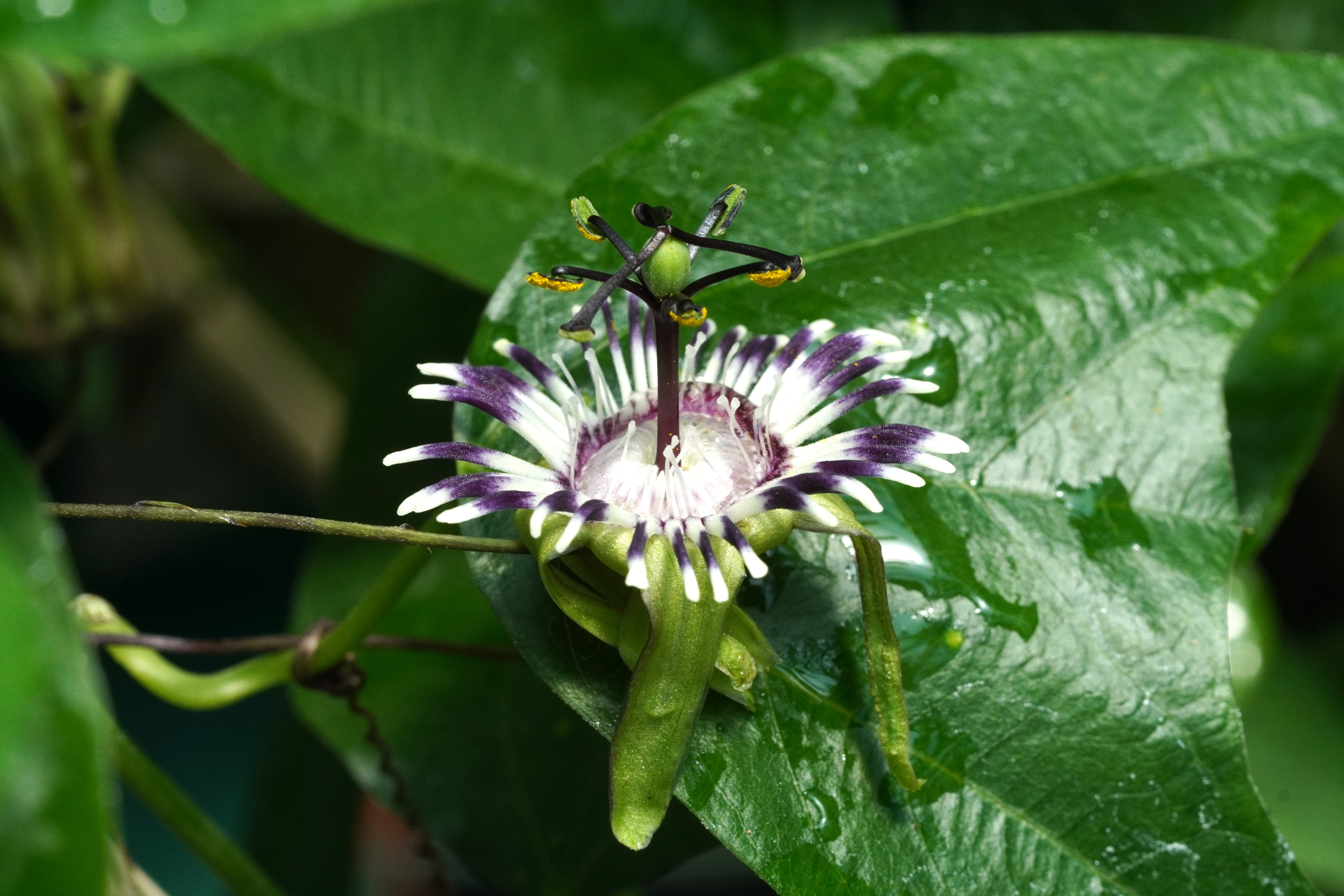 Passiflora porophylla 'Cunha'