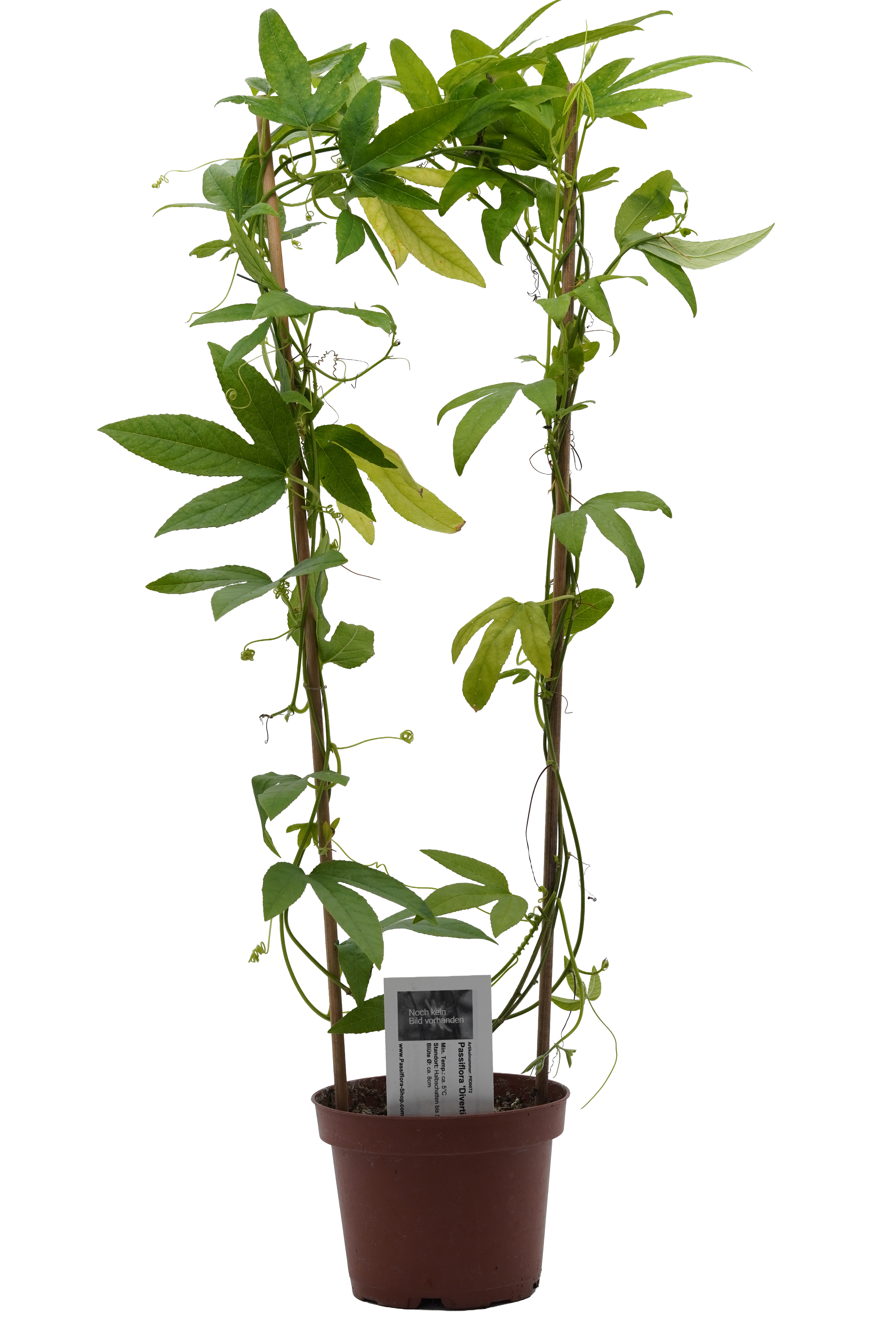 Passiflora 'Divertido'