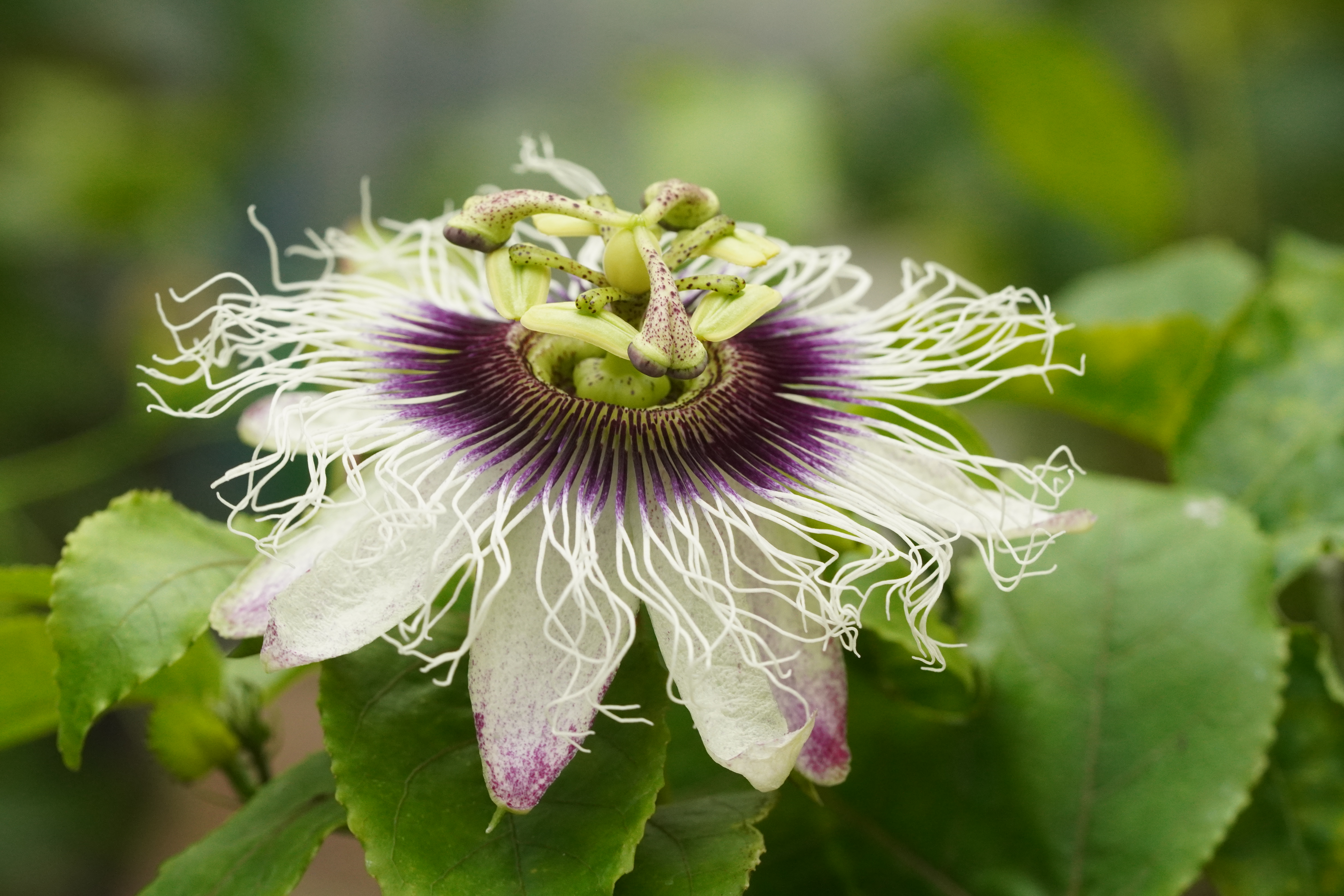 Passiflora edulis 'Lacey'